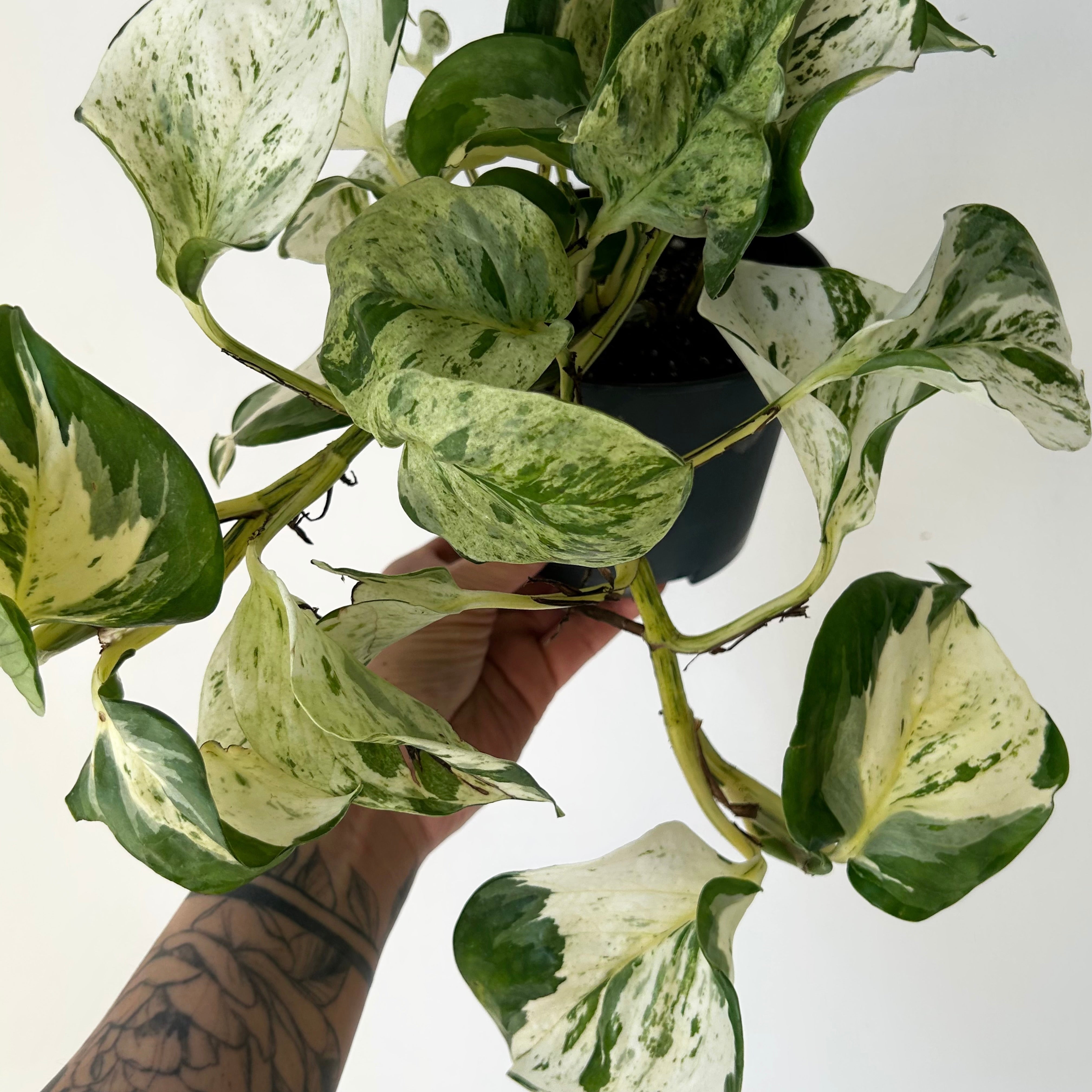 Manjula Pothos 5” pot