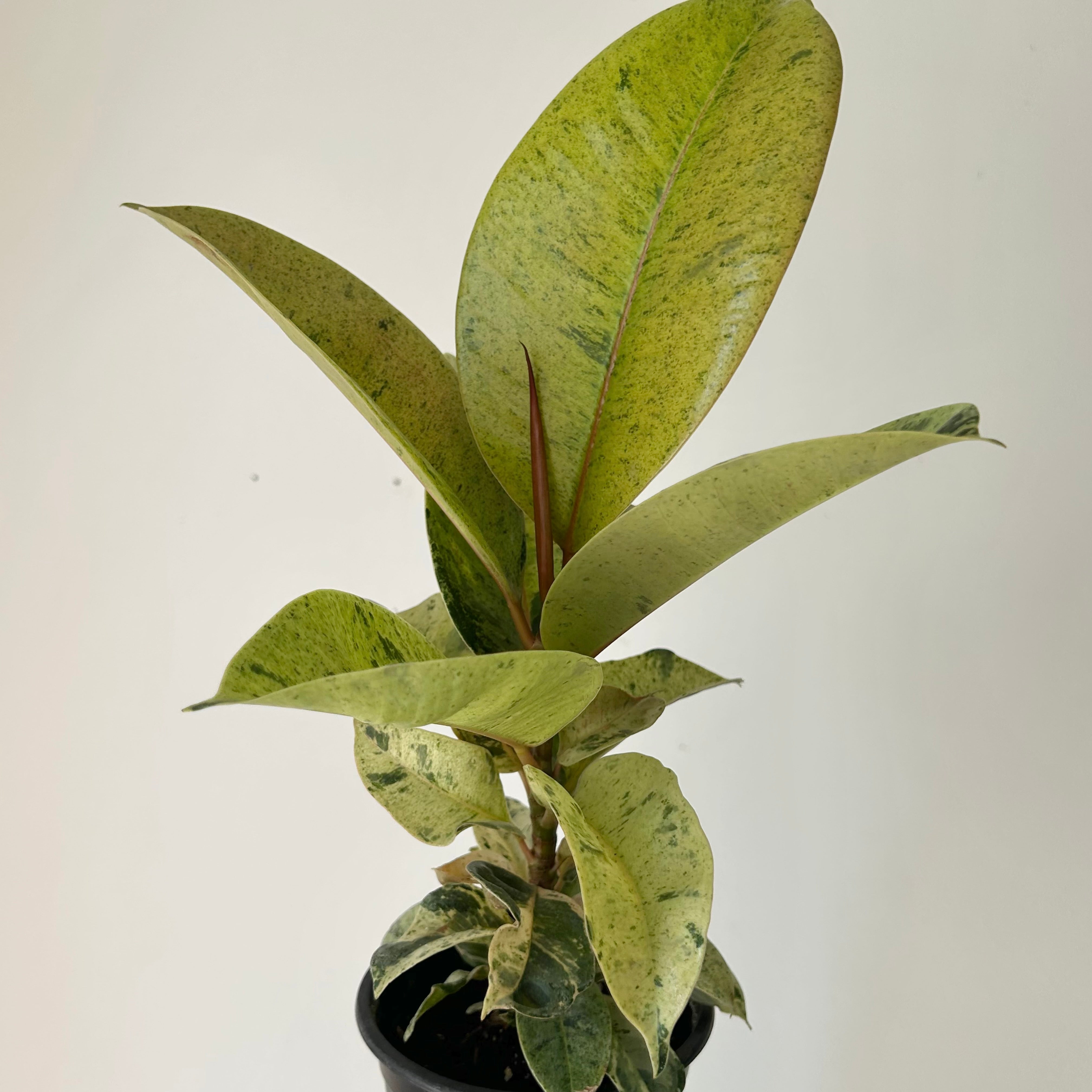 Ficus Shivereana Moonshine 4”pot