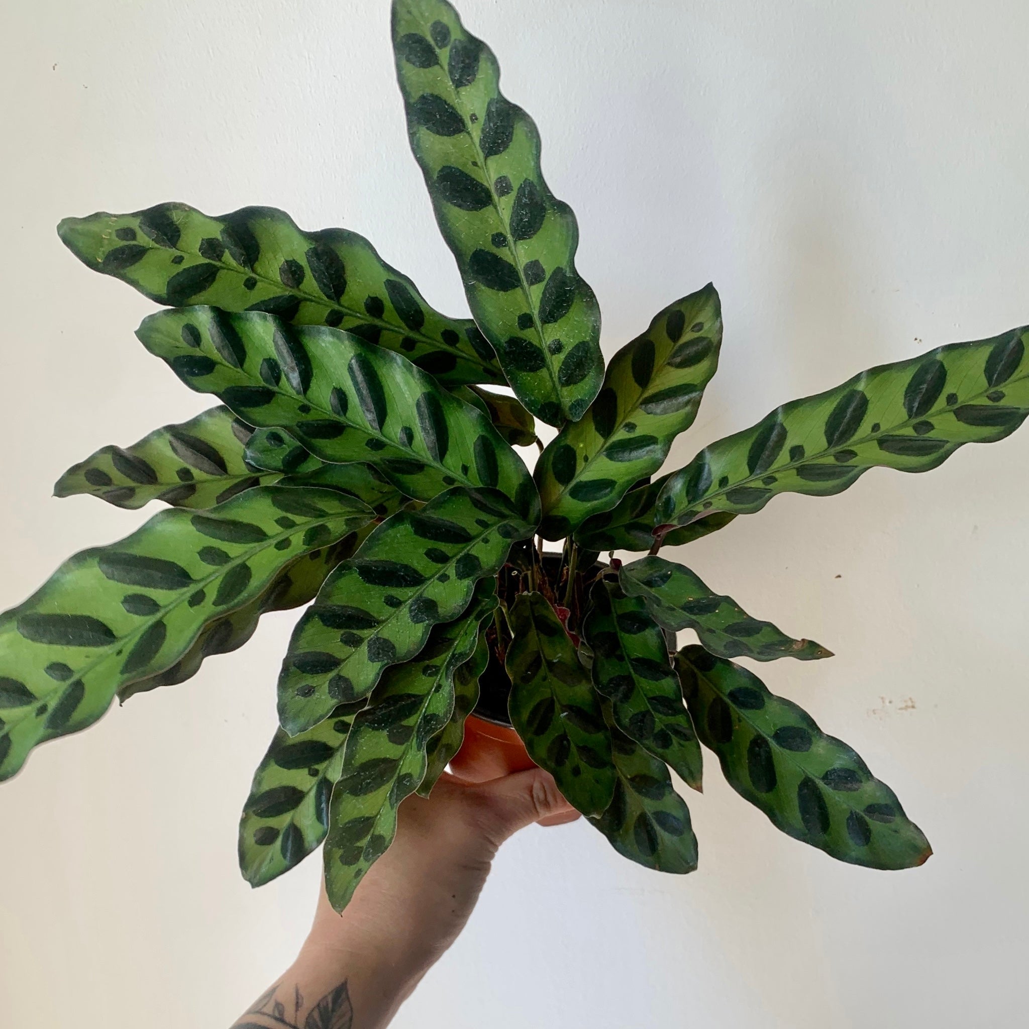 Calathea “Rattle Snake”(Lancifolia) 6”pot