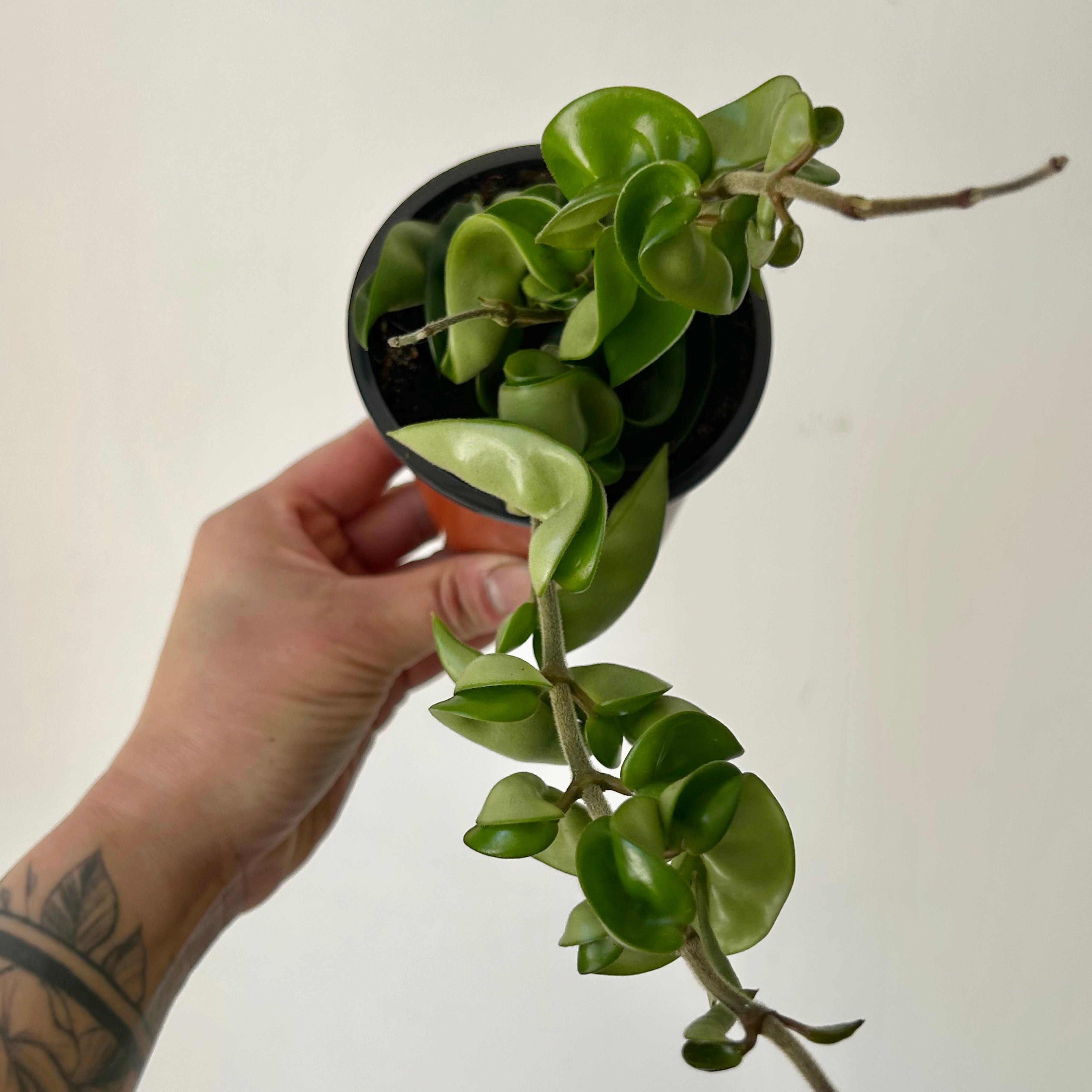 Hoya Carnosa Compacta (Rope Hoya) 3.5”pot