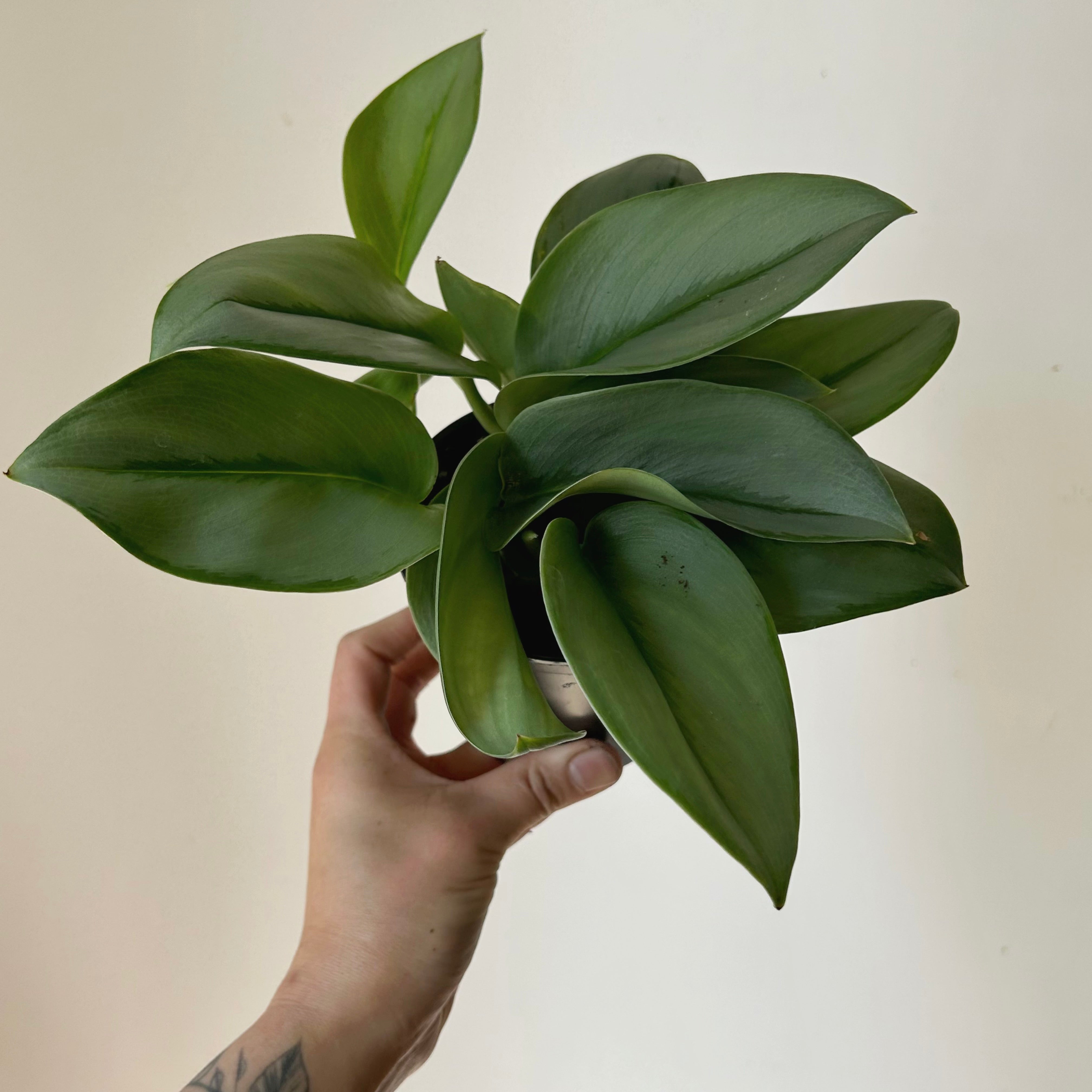 Scindapsus treubii "Moonlight" 4” pot