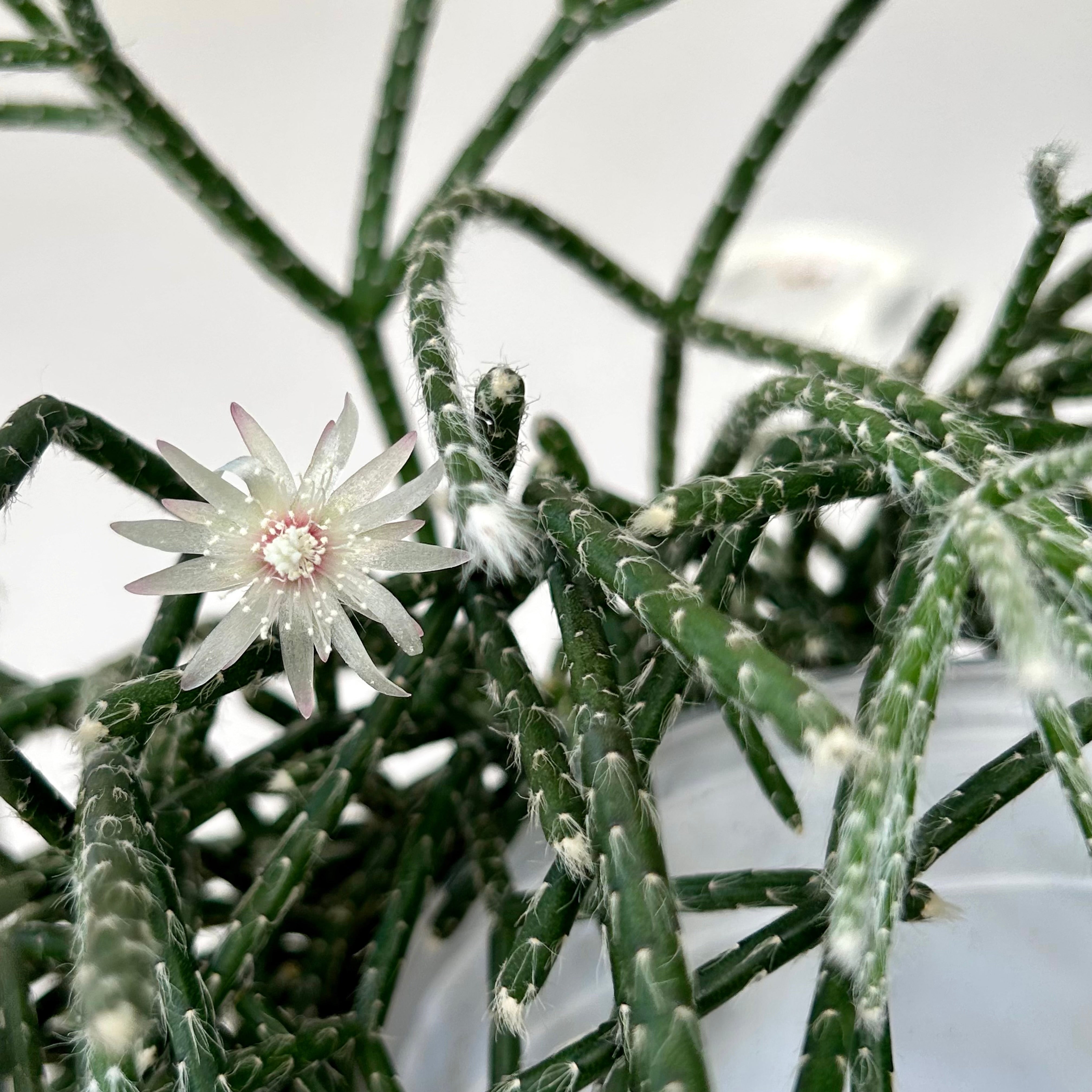 Hairy-Stemmed Rhipsalis (pilocarpa) 6” hanging basket
