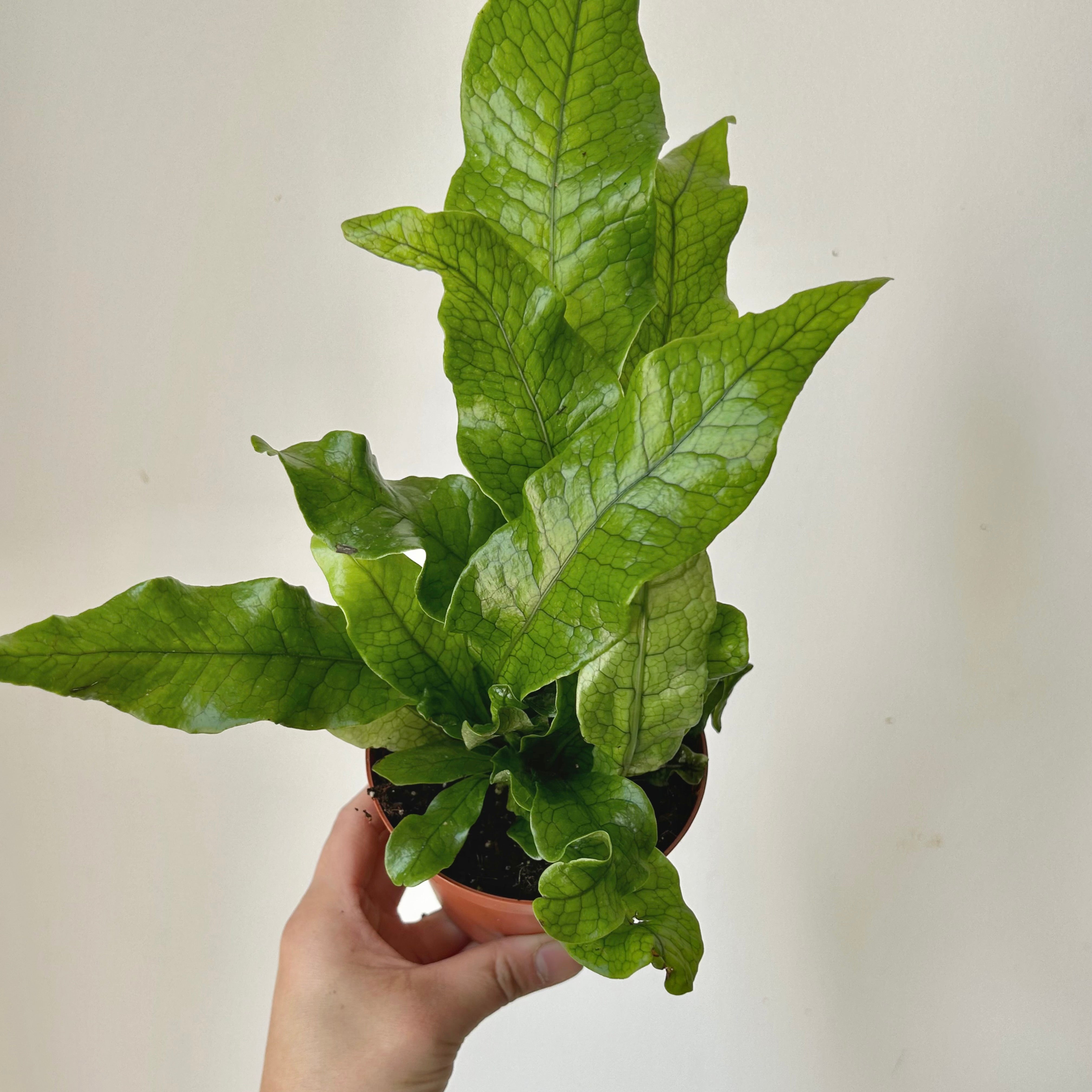 Crocodile Fern (Microsorum musifolium) 4”pot