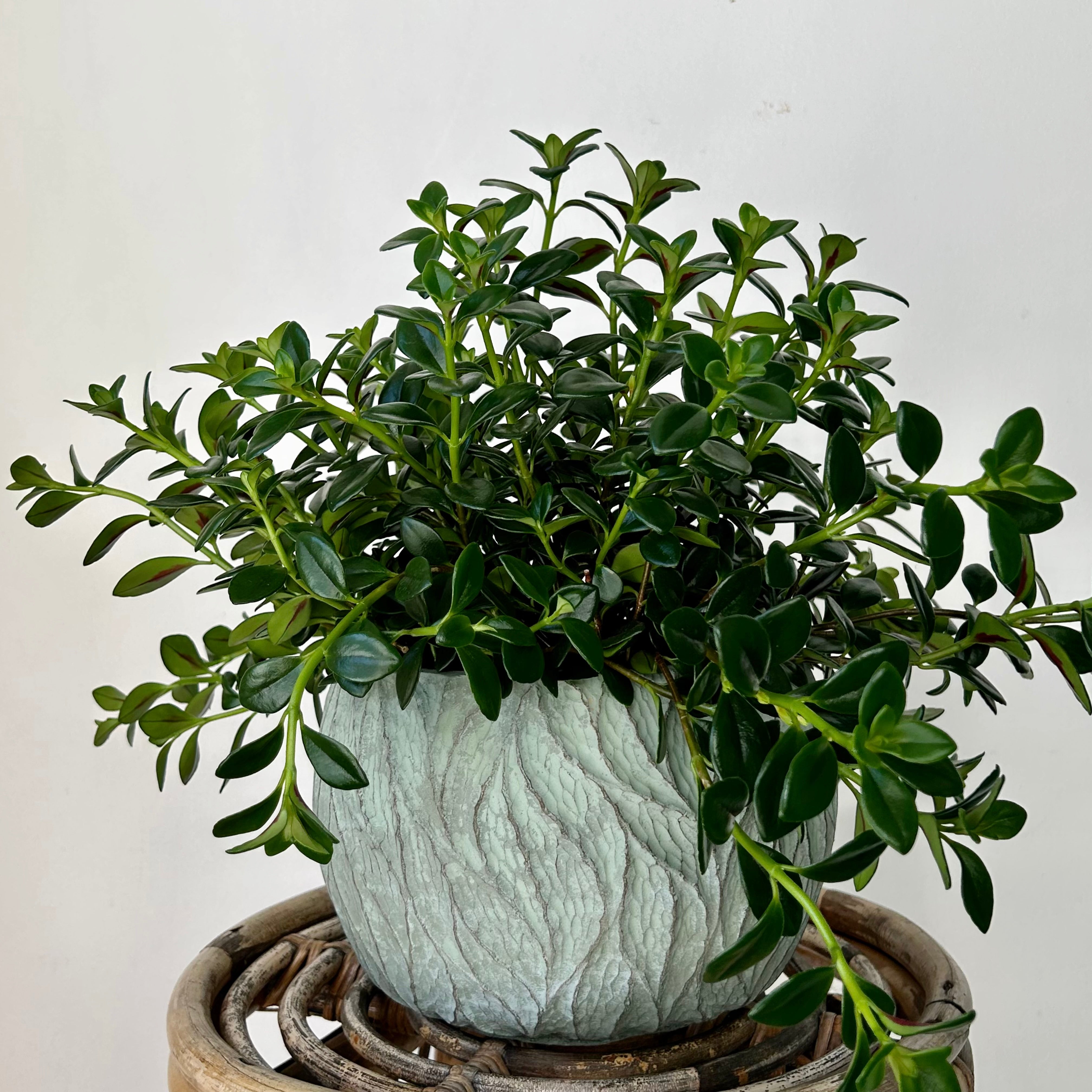 Goldfish Plant “Shady Lady” Nematanthus) 6” pot