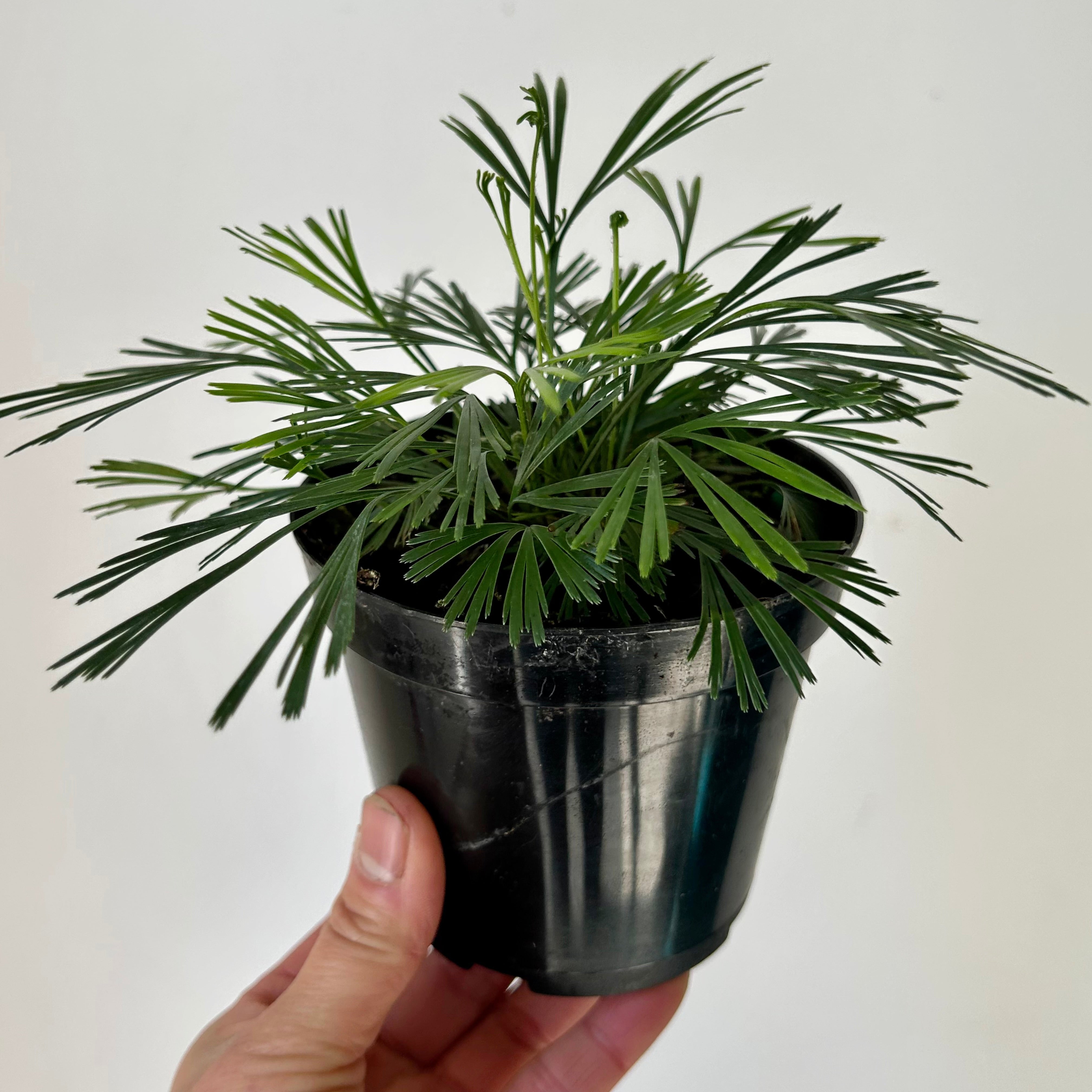 Eyelash Fern (Actiniopteris australis) 4” pot