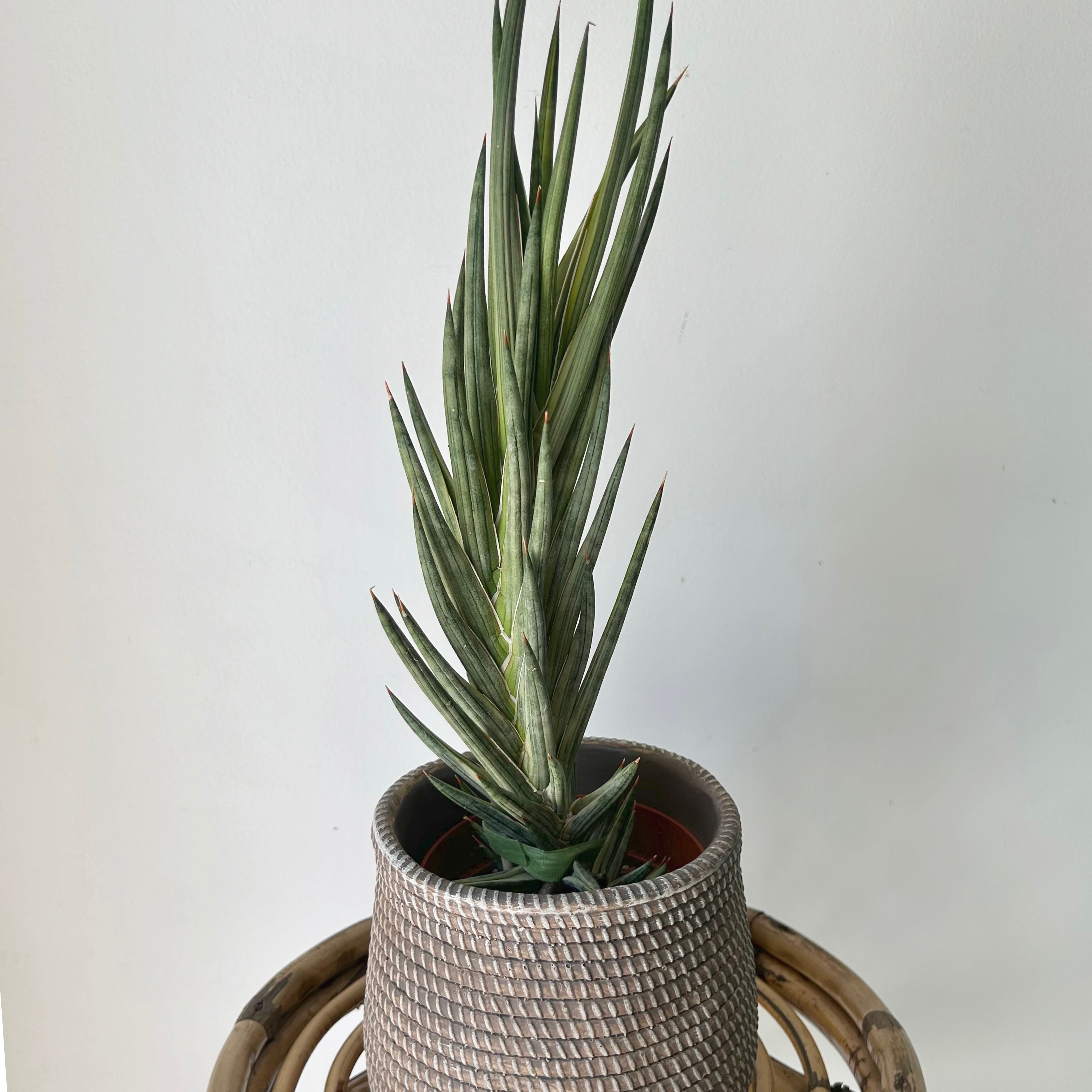 Variegated Sansevieria francisii 5”pot