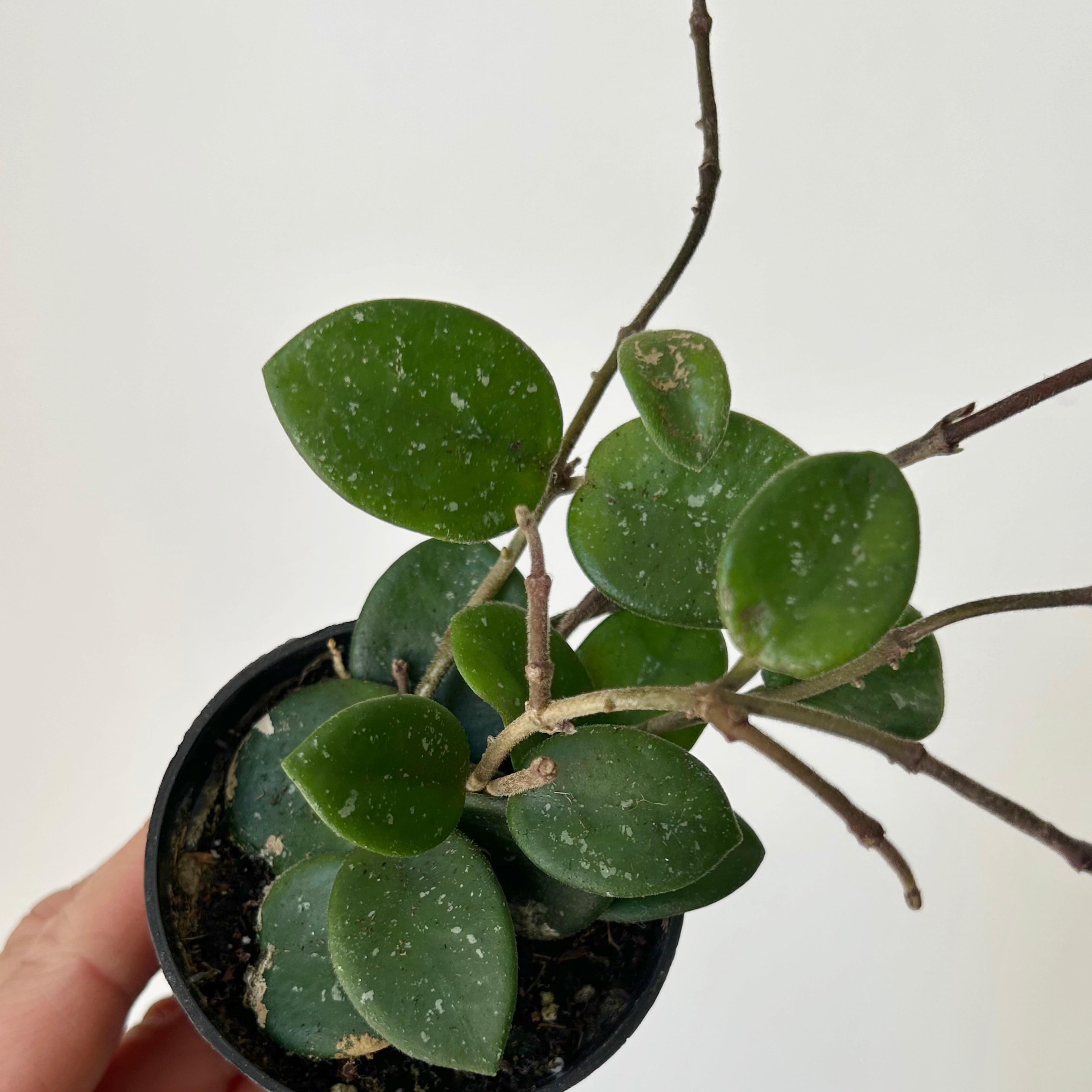 Hoya Mathilde 2.5”pot