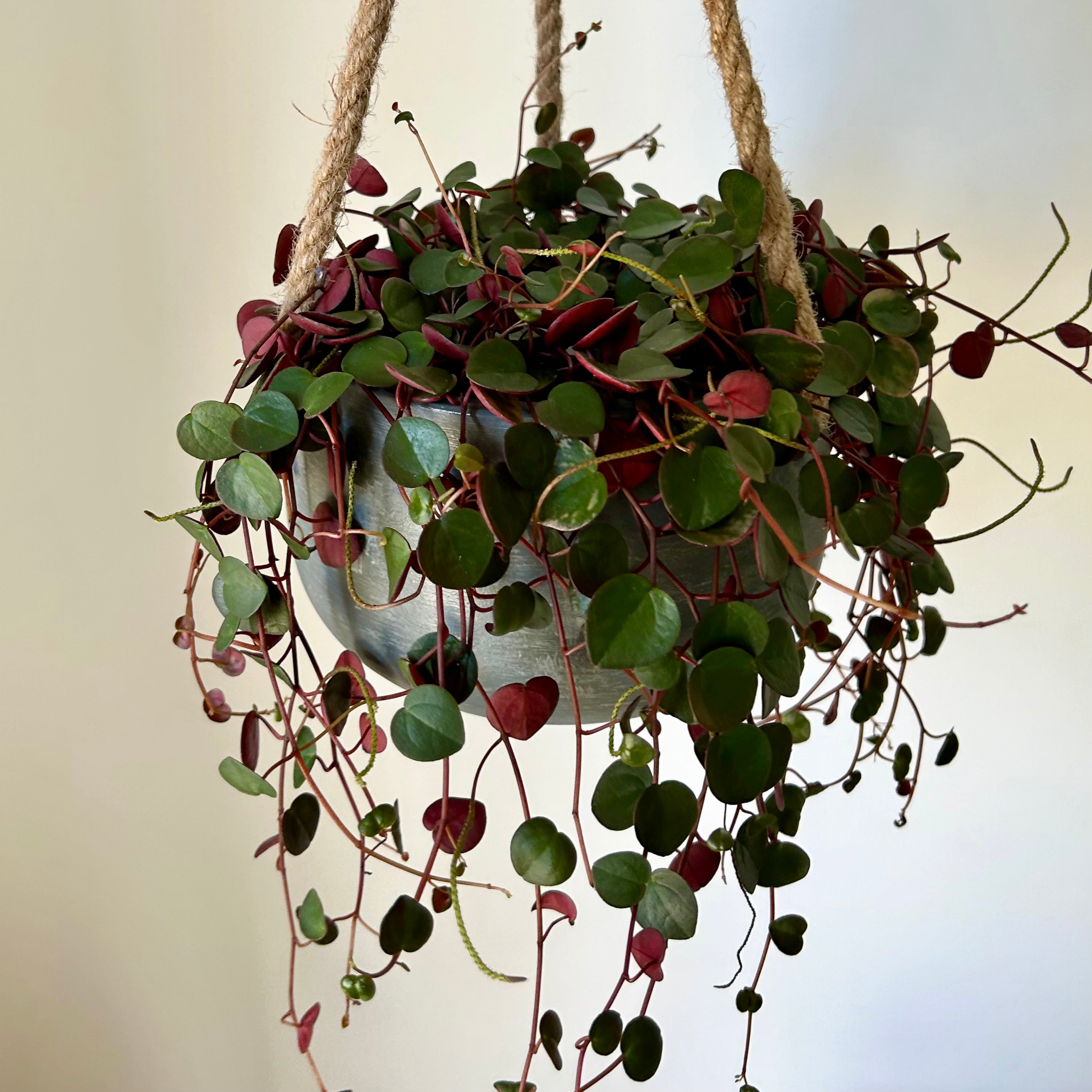 Peperomia “Ruby Cascade” 4.5”hanging basket