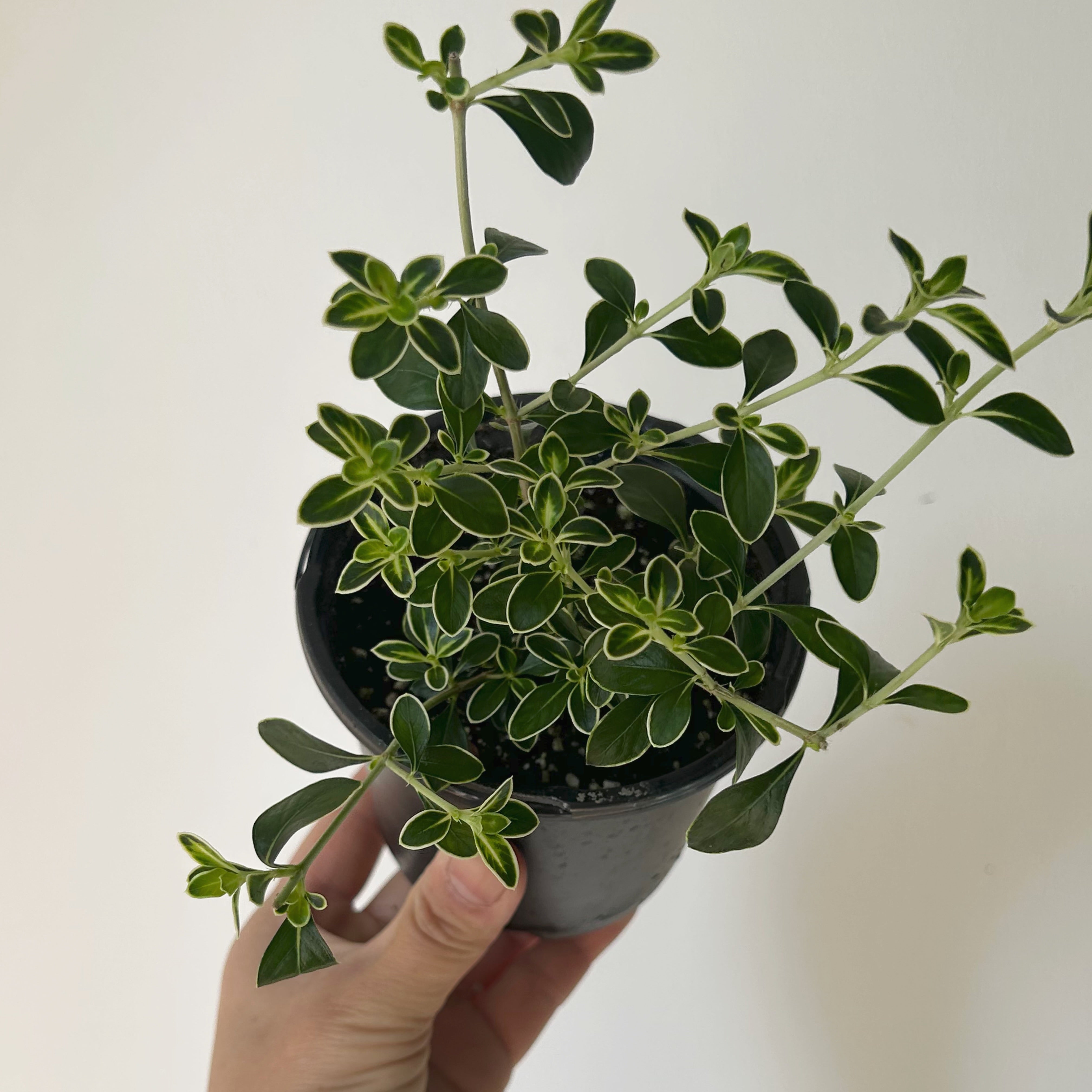 Serissa Snow Rose 4” pot