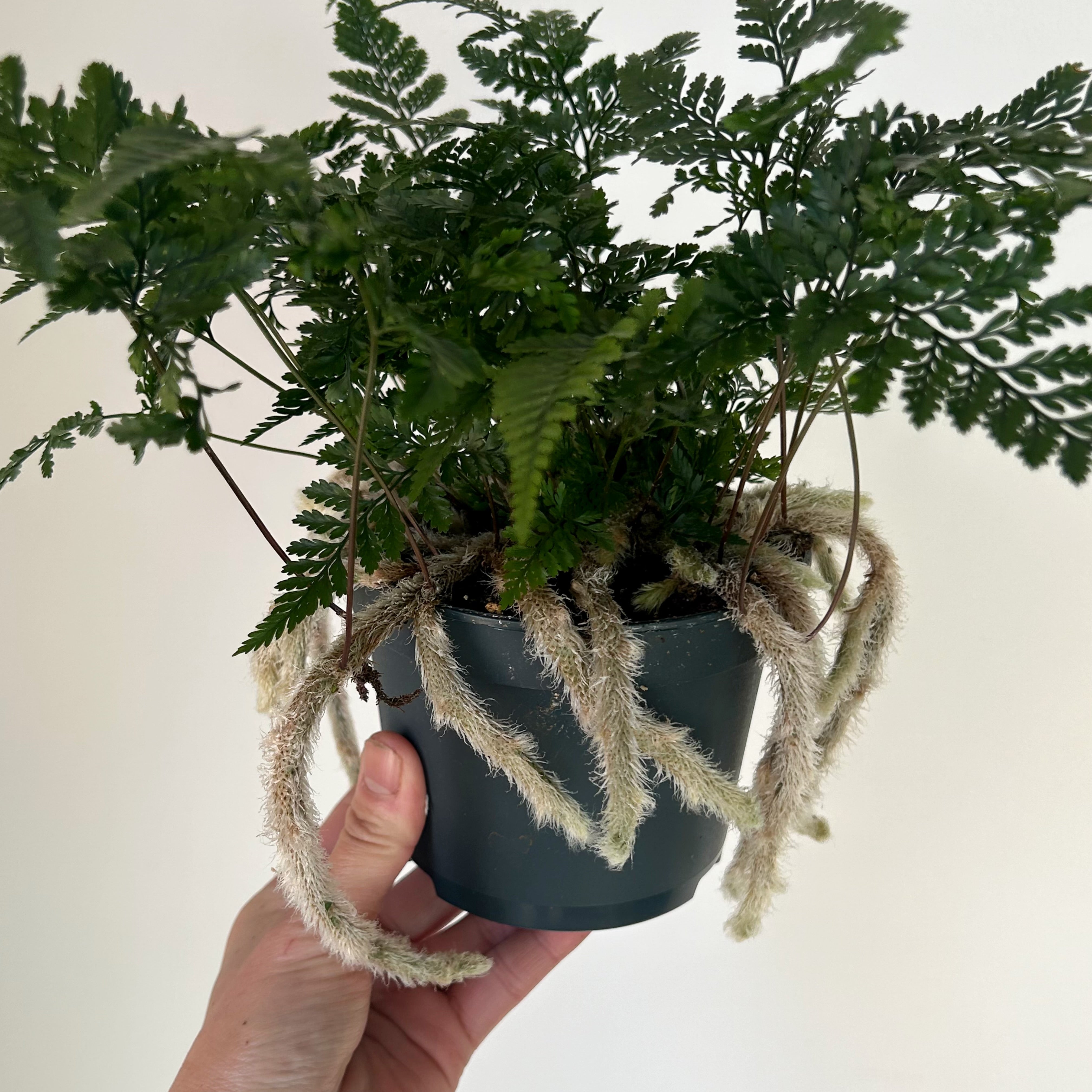 Rabbit Foot Fern (Davallia fejeensis) 5" pot