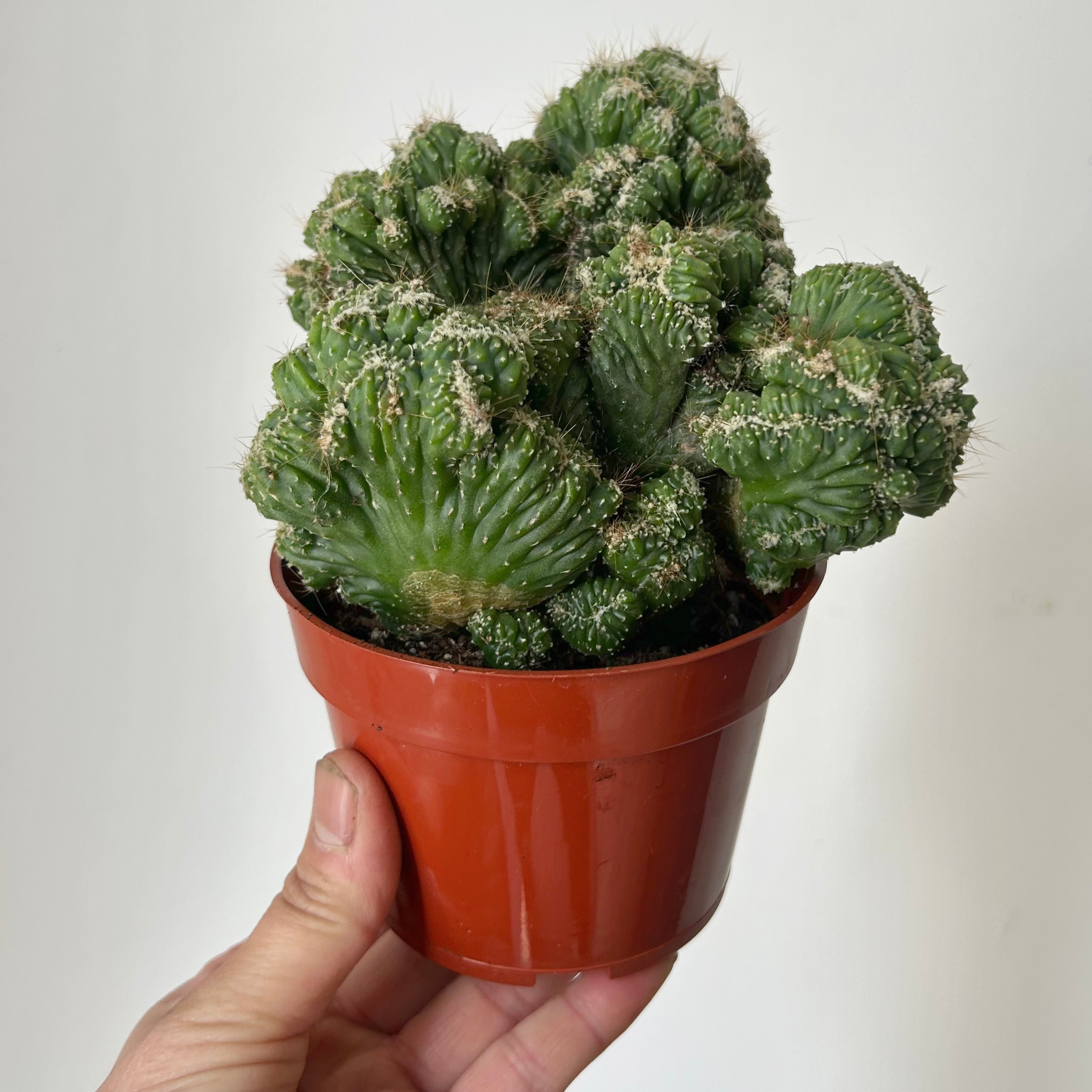 Crested Cereus peruvianus monstrose 4”pot