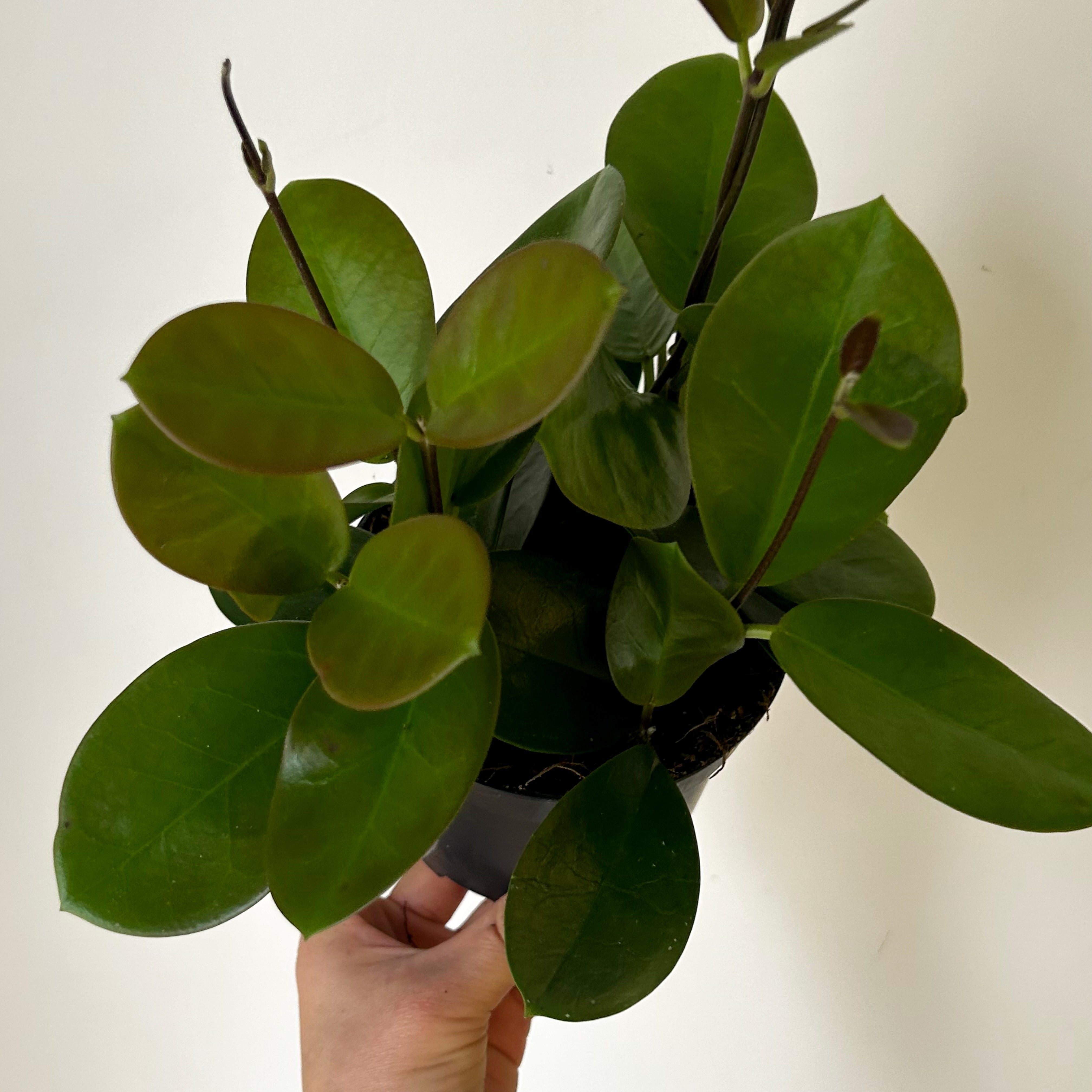 Hoya Australis 5”pot