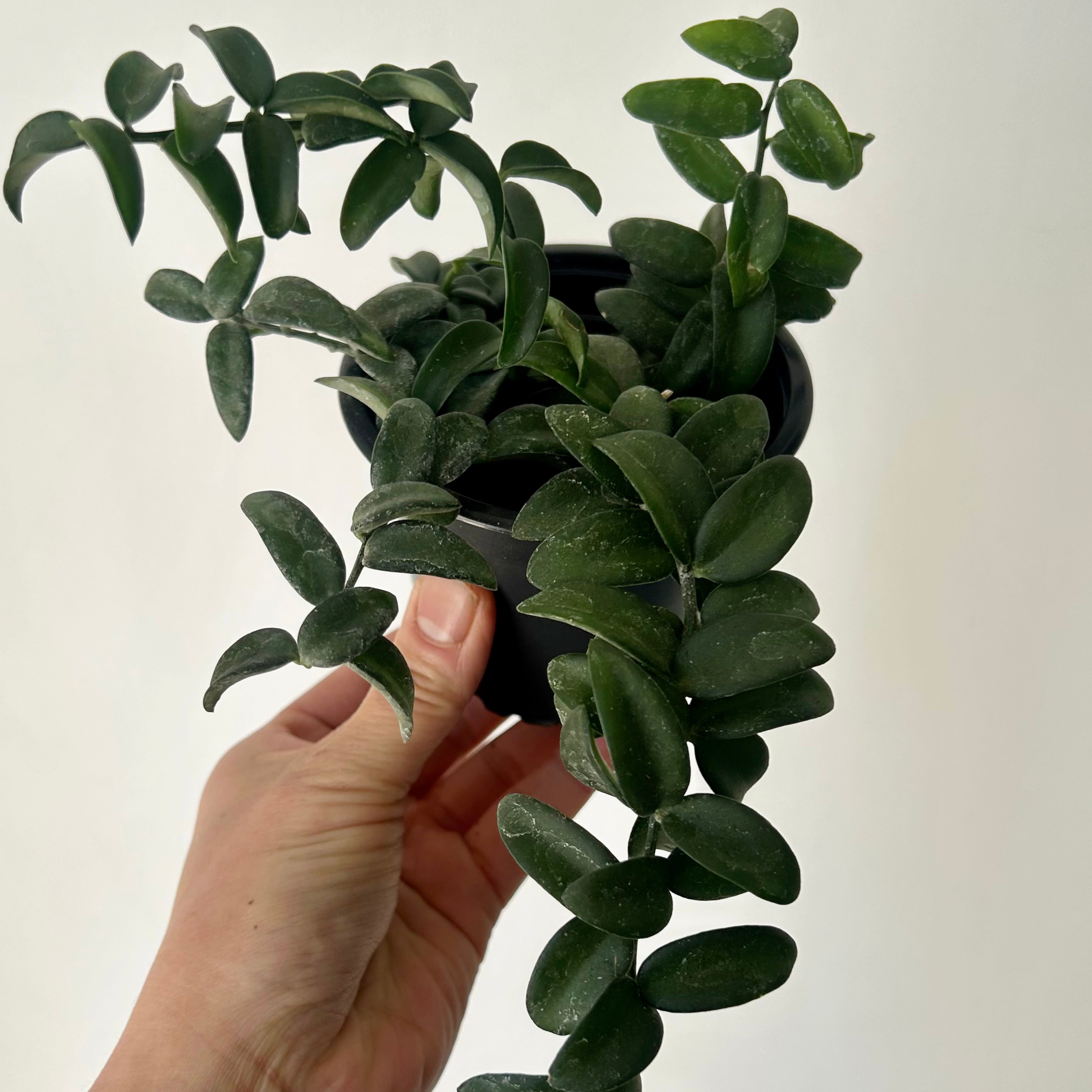 Xerosicyos Perrieri 3.5” pot