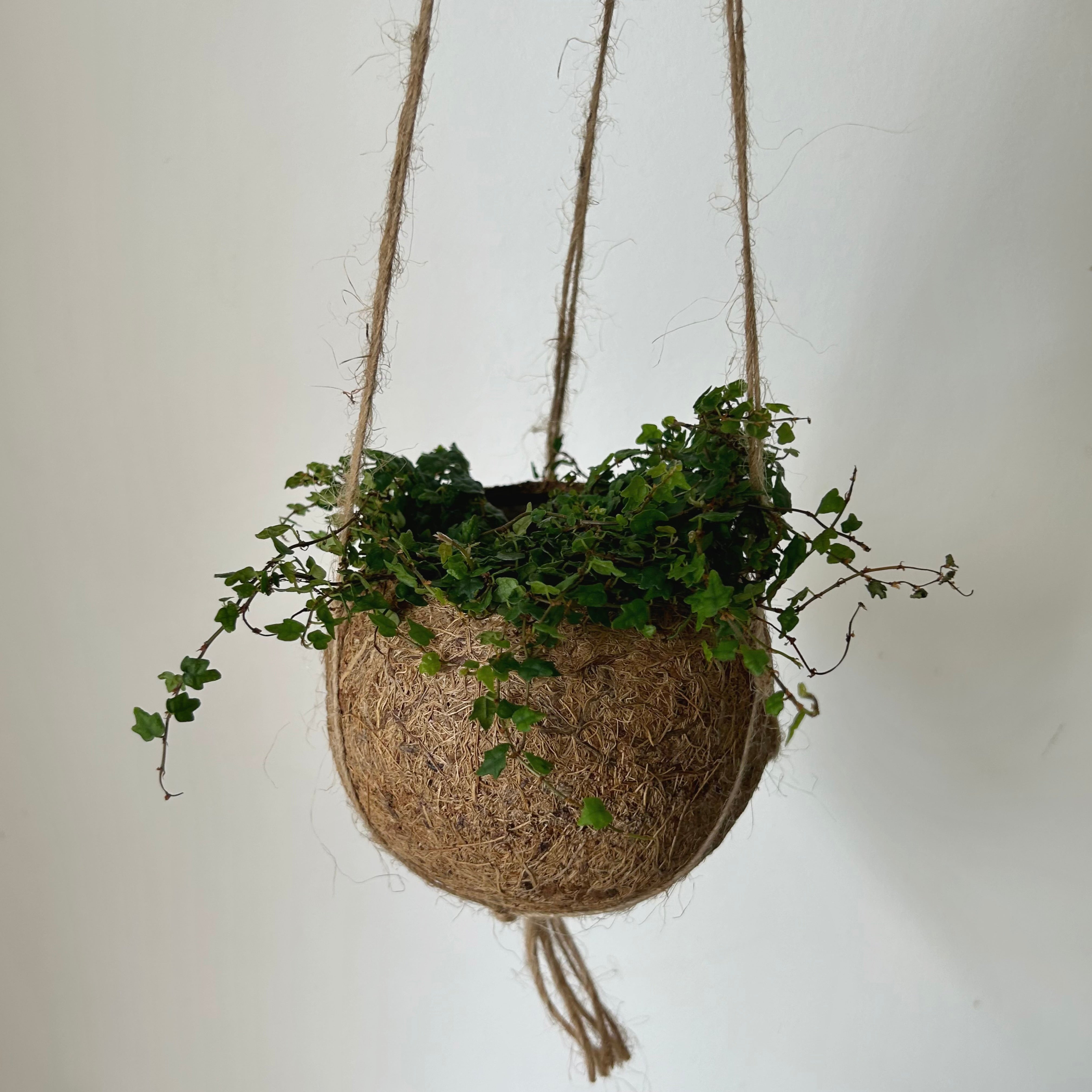 Suspended Kokedama Sphere (3”x4”)
