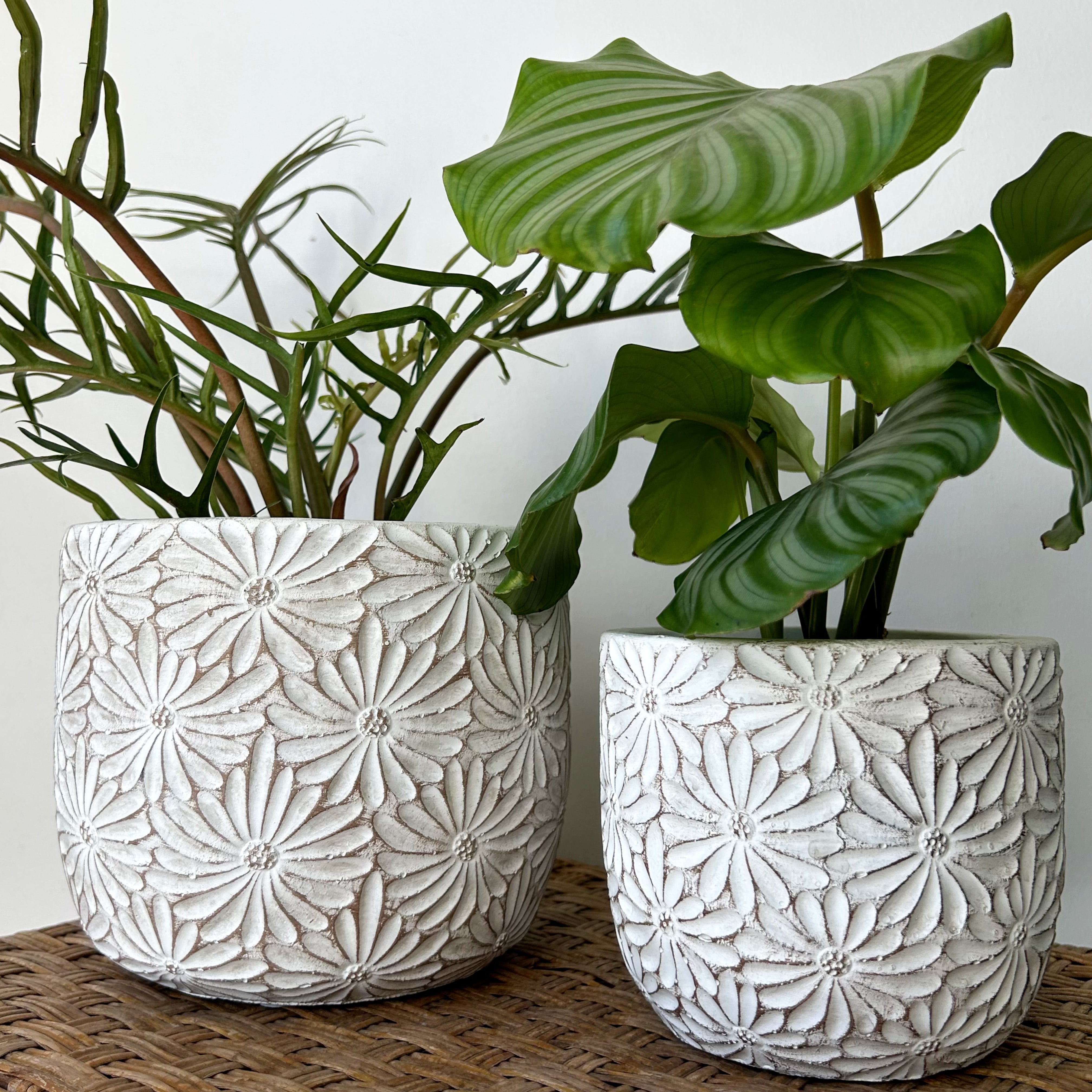 DAISY decorative cement pot