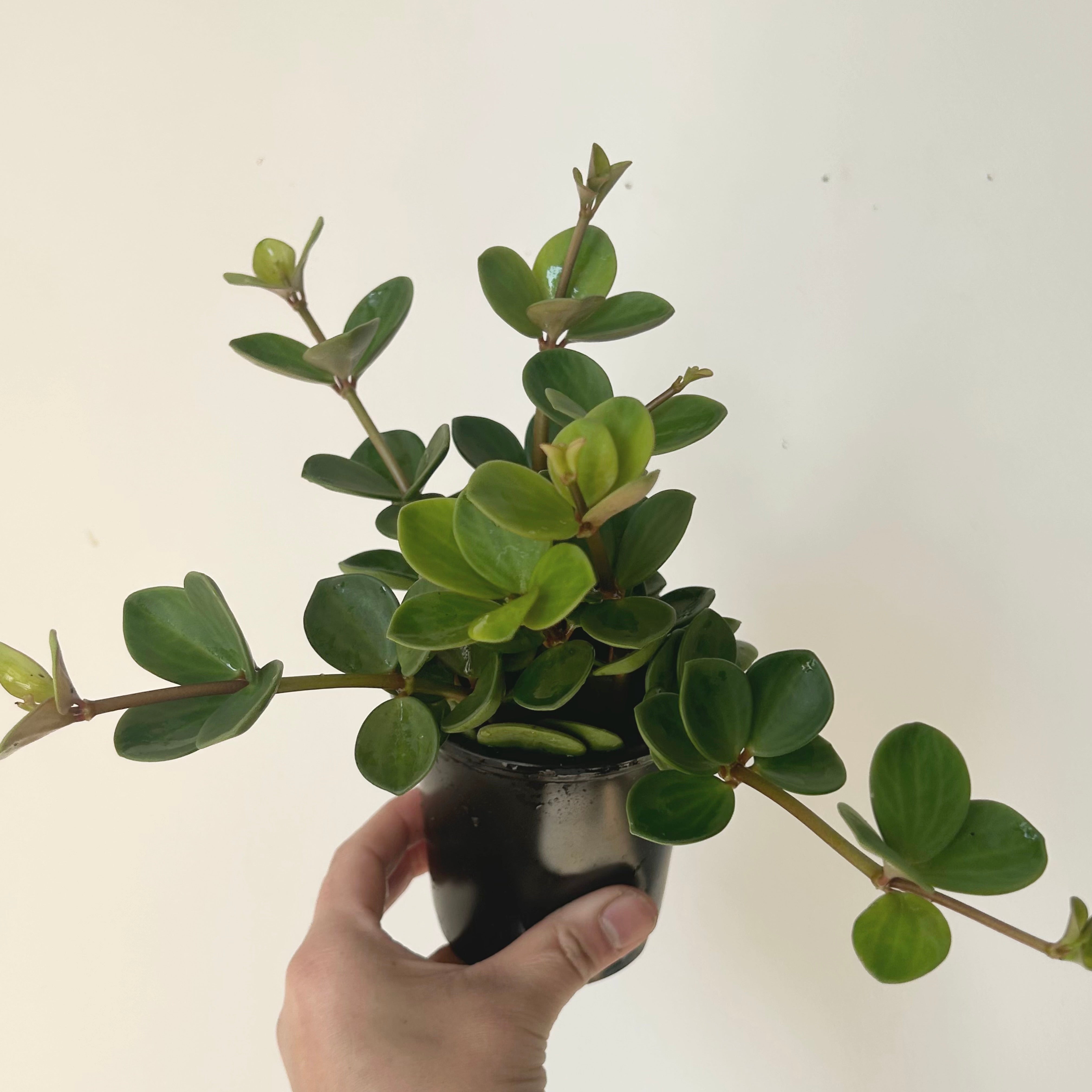 Peperomia “Hope” (tetraphylla), 3.5”pot
