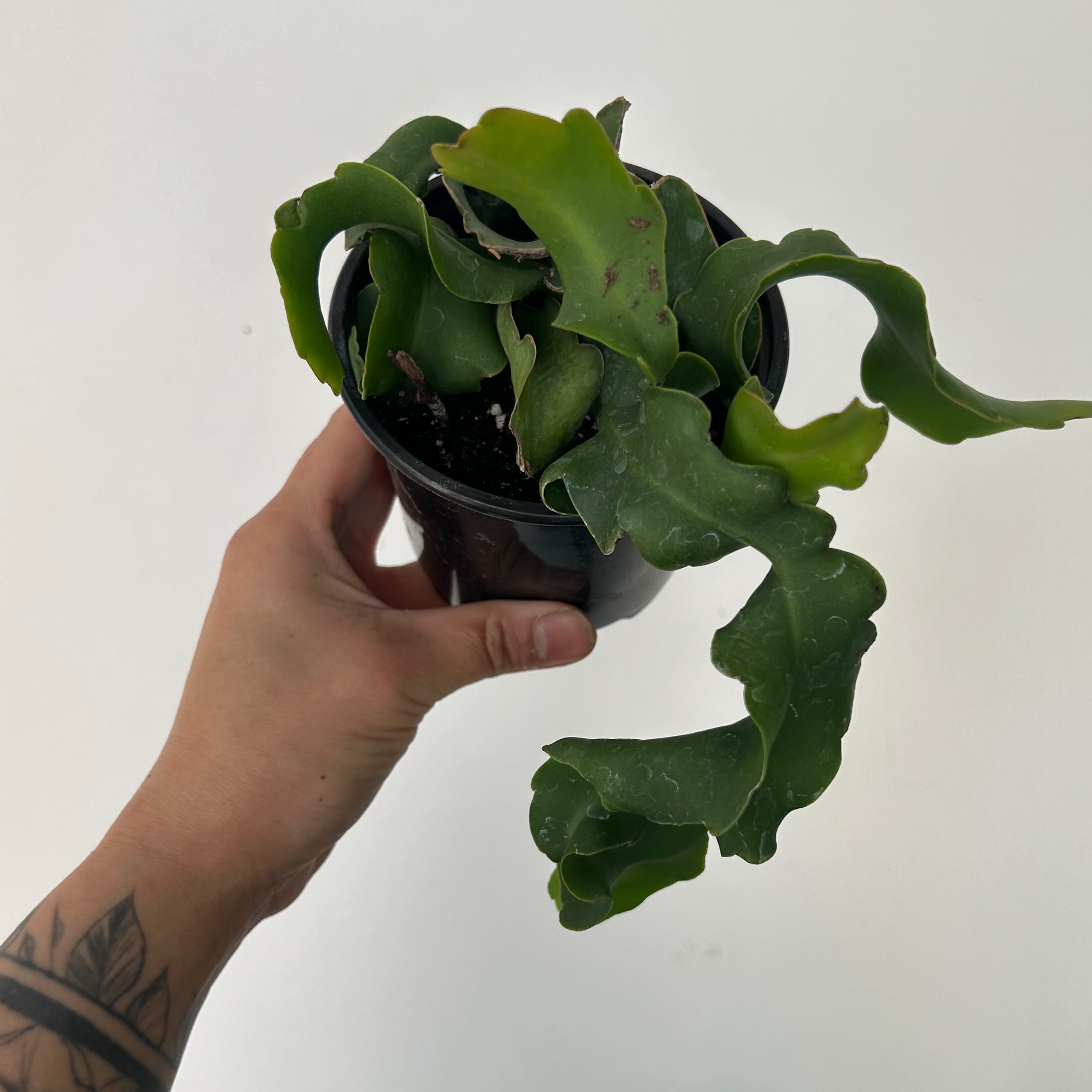 Curly Sue Orchid Cactus (Epiphyllum guatemalense) 4” pot