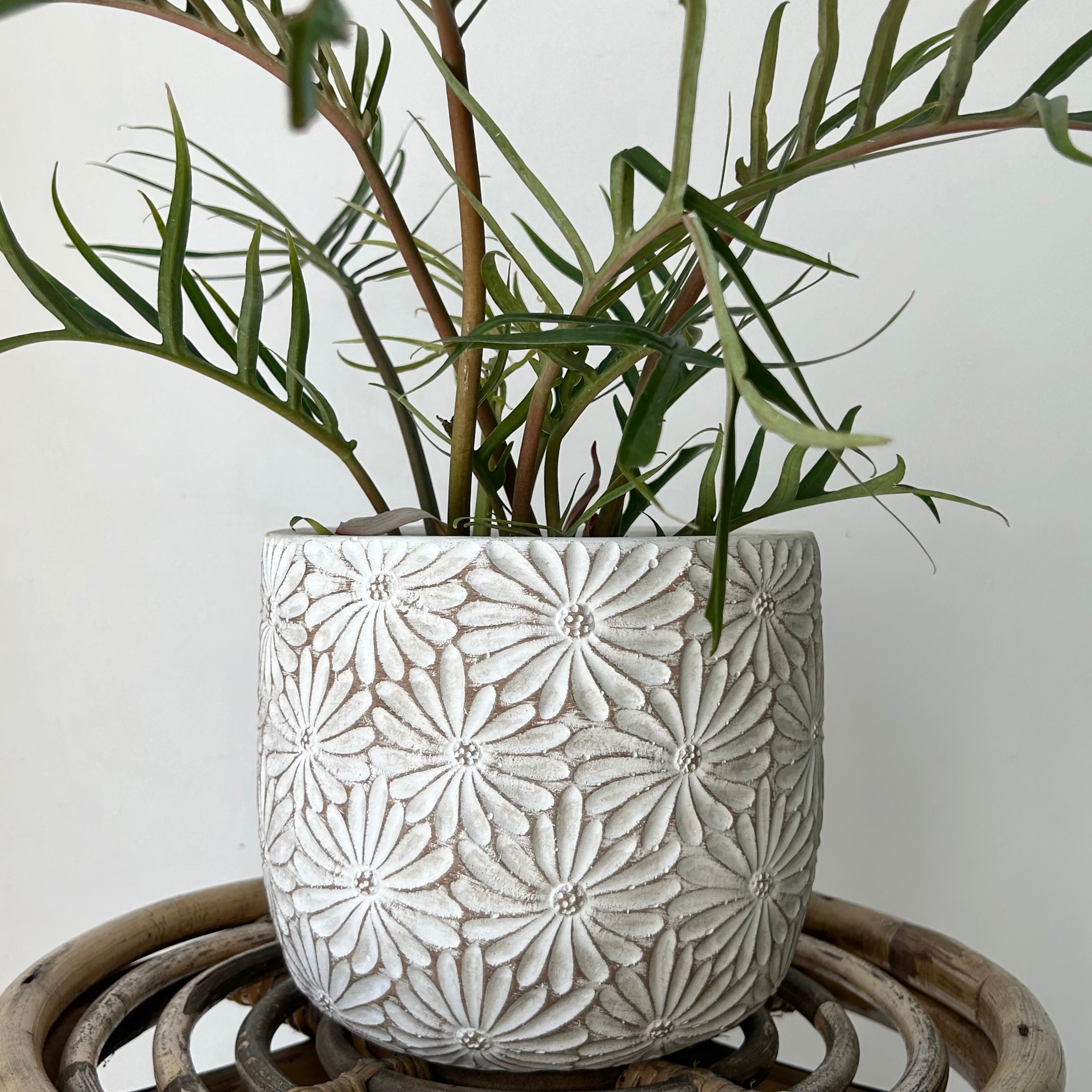 DAISY decorative cement pot