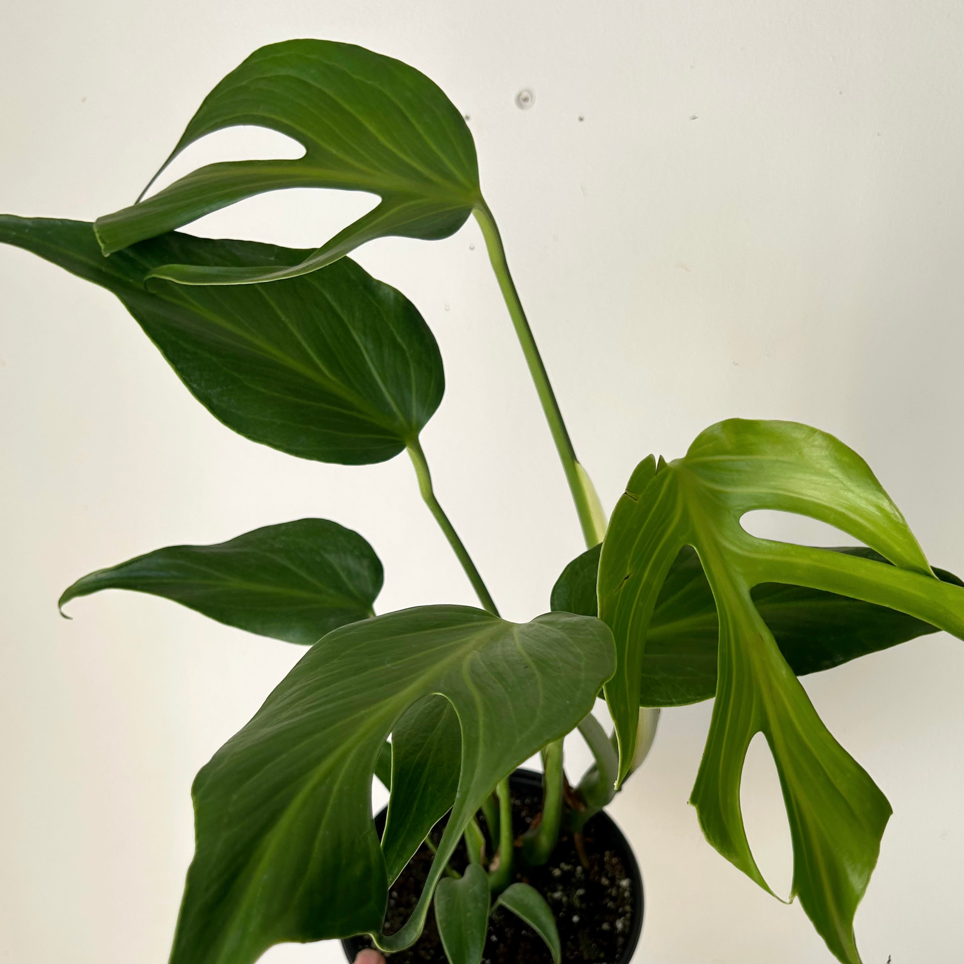 Monstera burle marx flame 6” pot