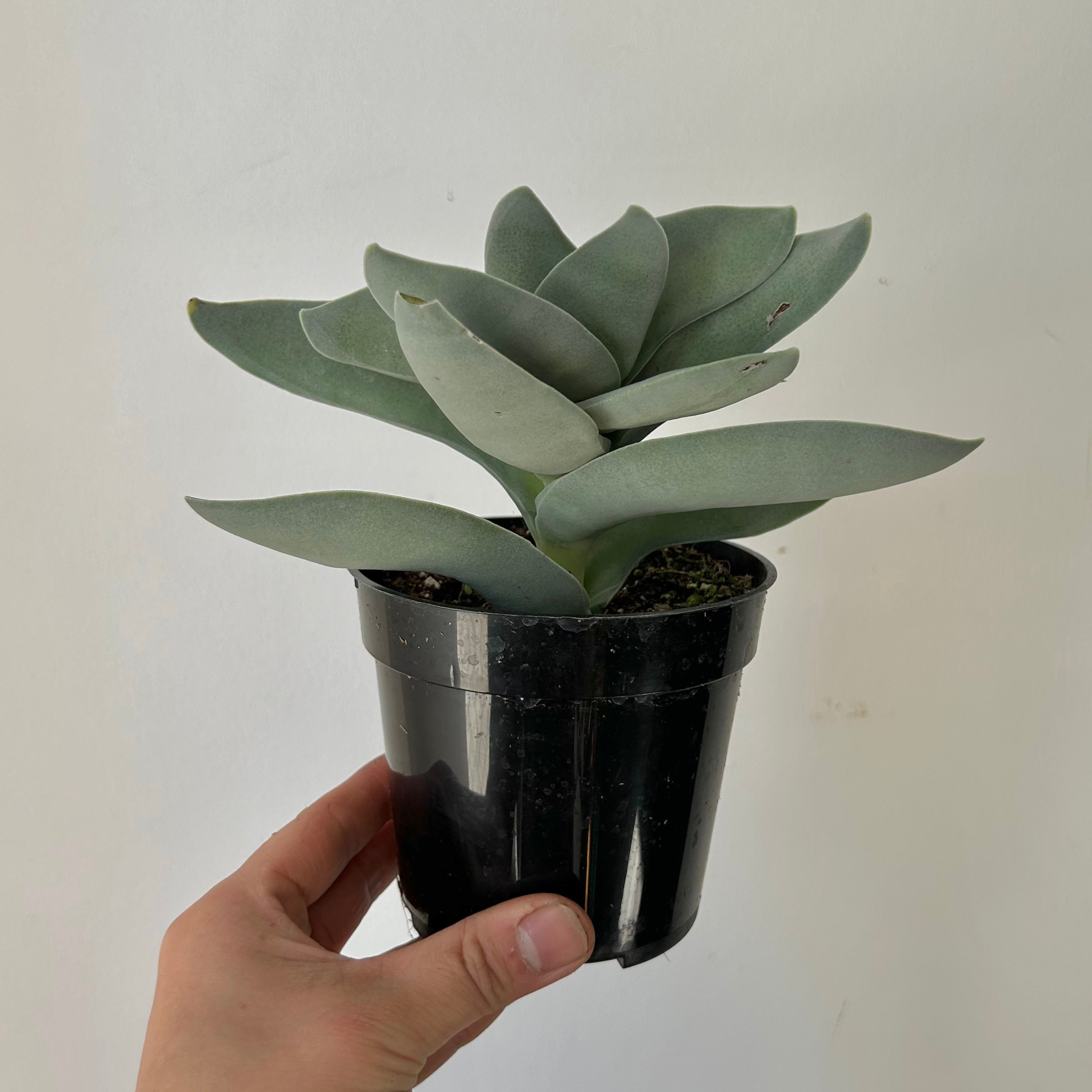 Propeller Succulent (Crassula falcata) 3.5”pot
