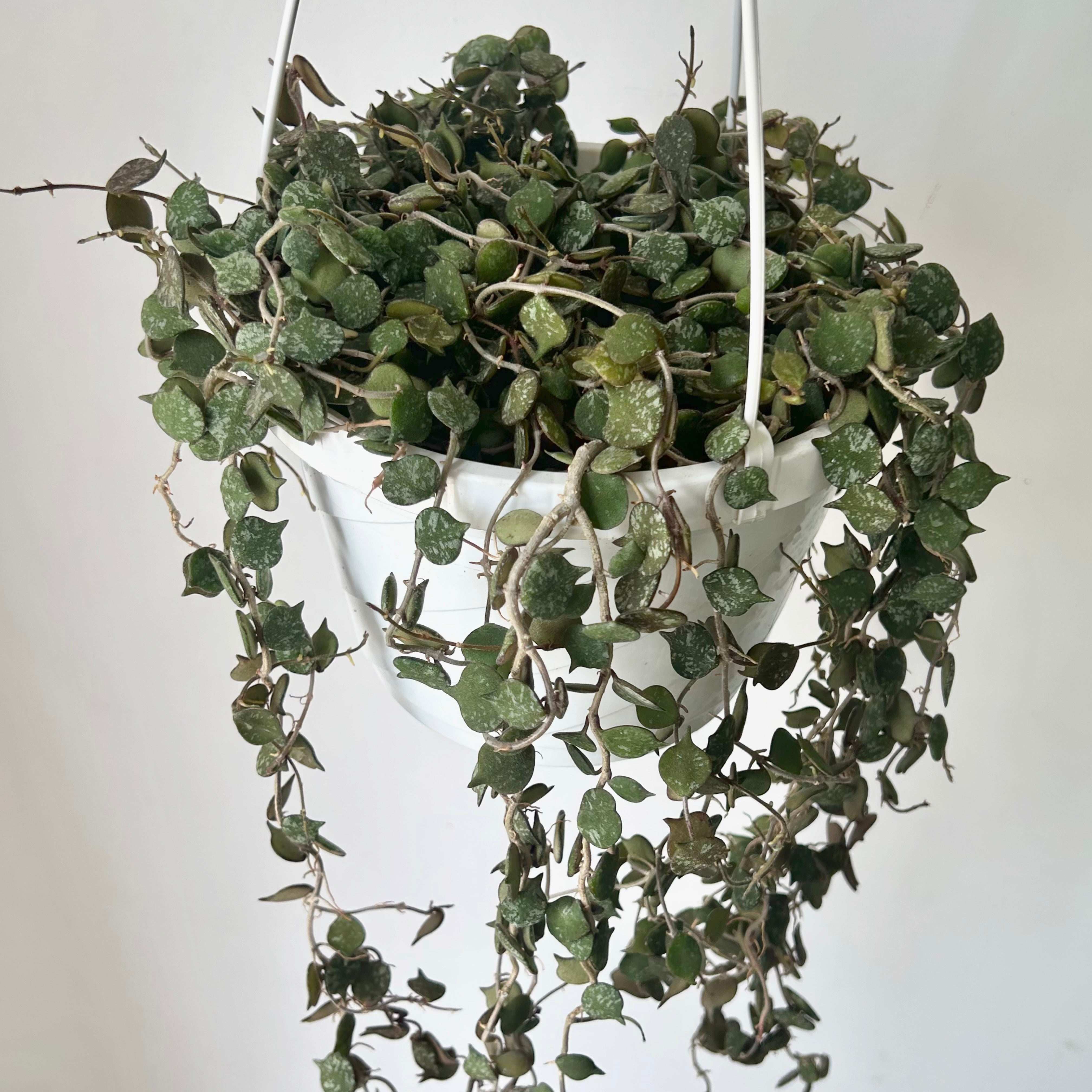 Hoya Curtisii 8" hanging basket
