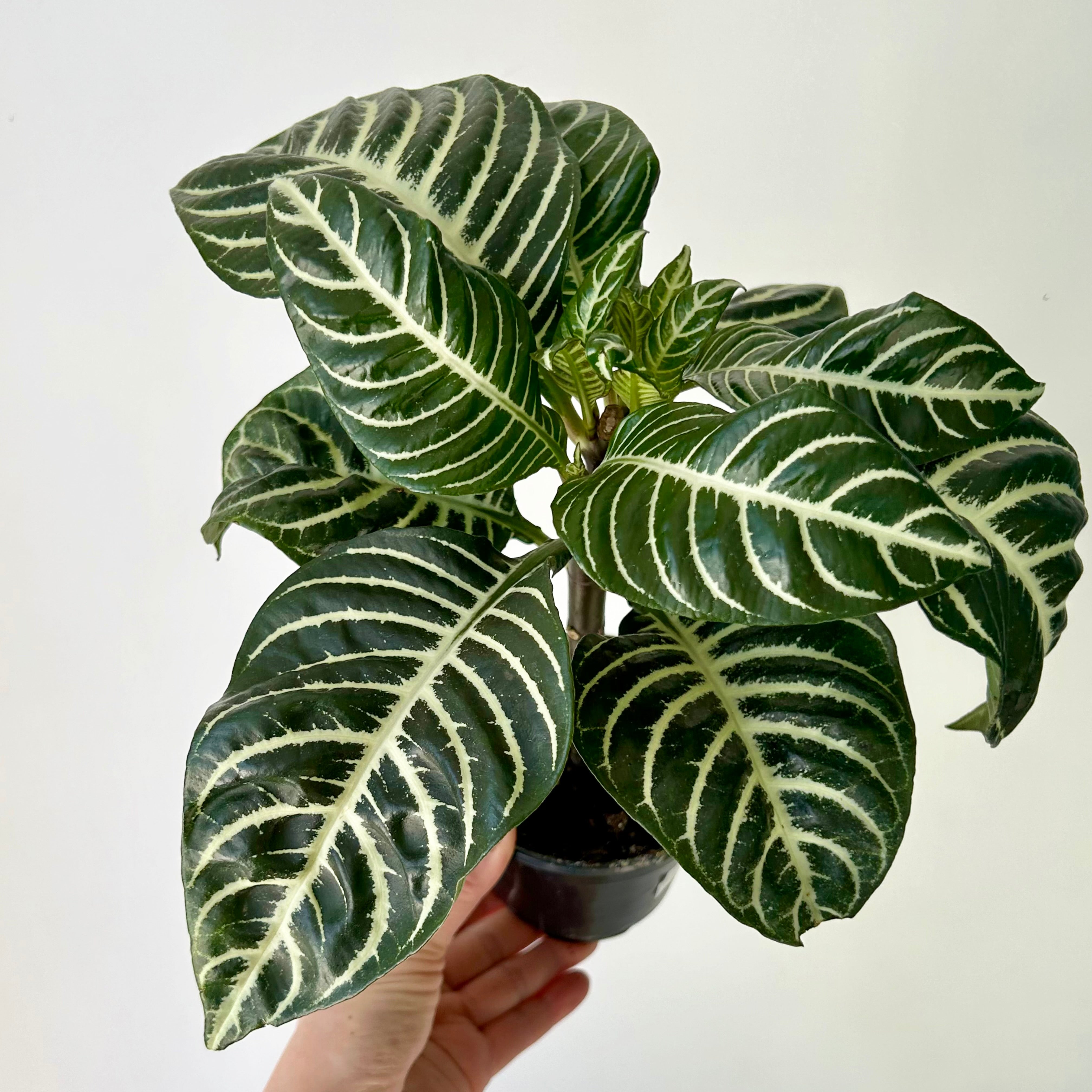 Zebra Plant (Aphelandra Dania) 4" pot