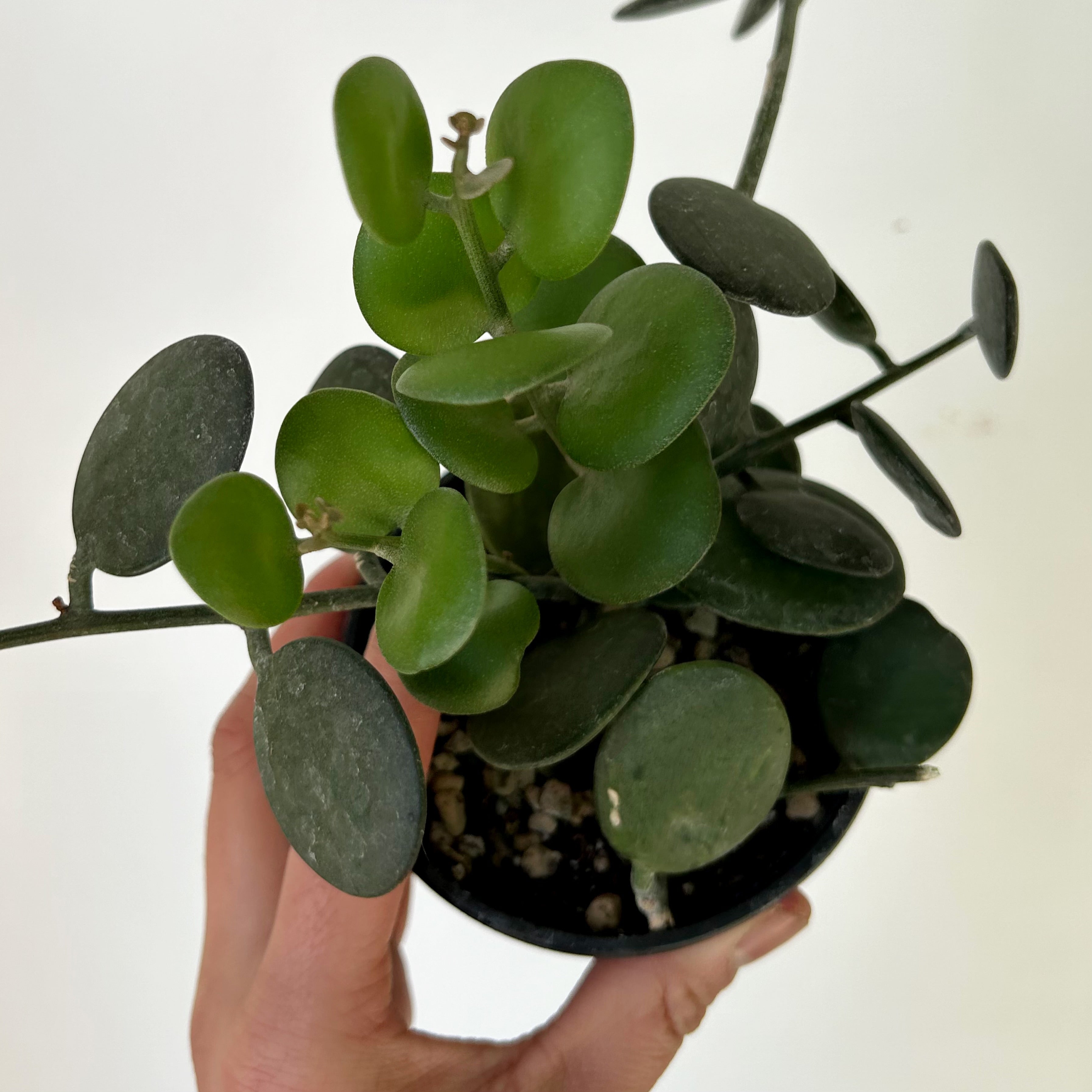 Silver Dollar Vine (Xerosicyos Danguyi ) 3.5”pot