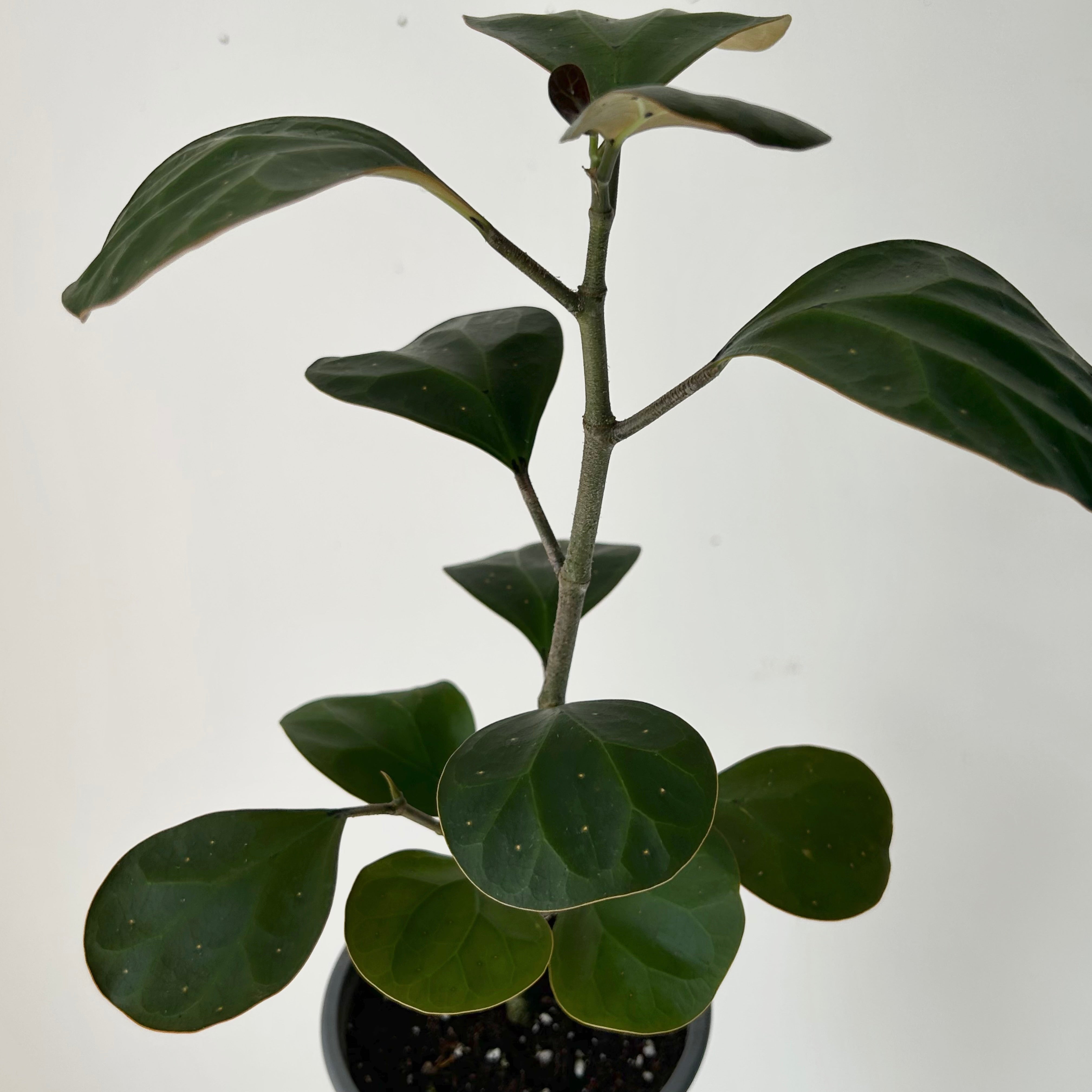 Mistletoe Fig (Ficus deltoidea) 3.5”pot