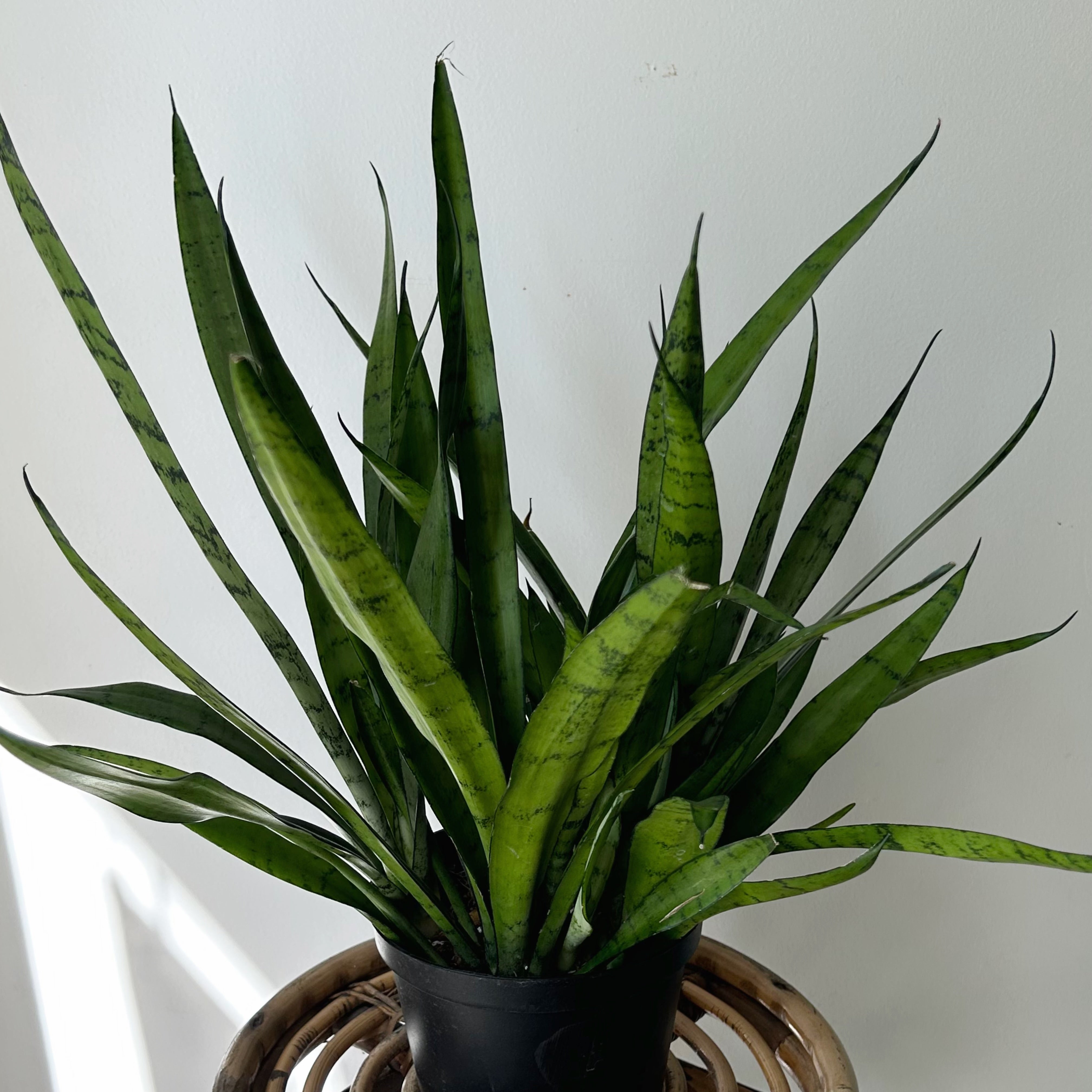 Sansevieria "Silver Streak"6”pot
