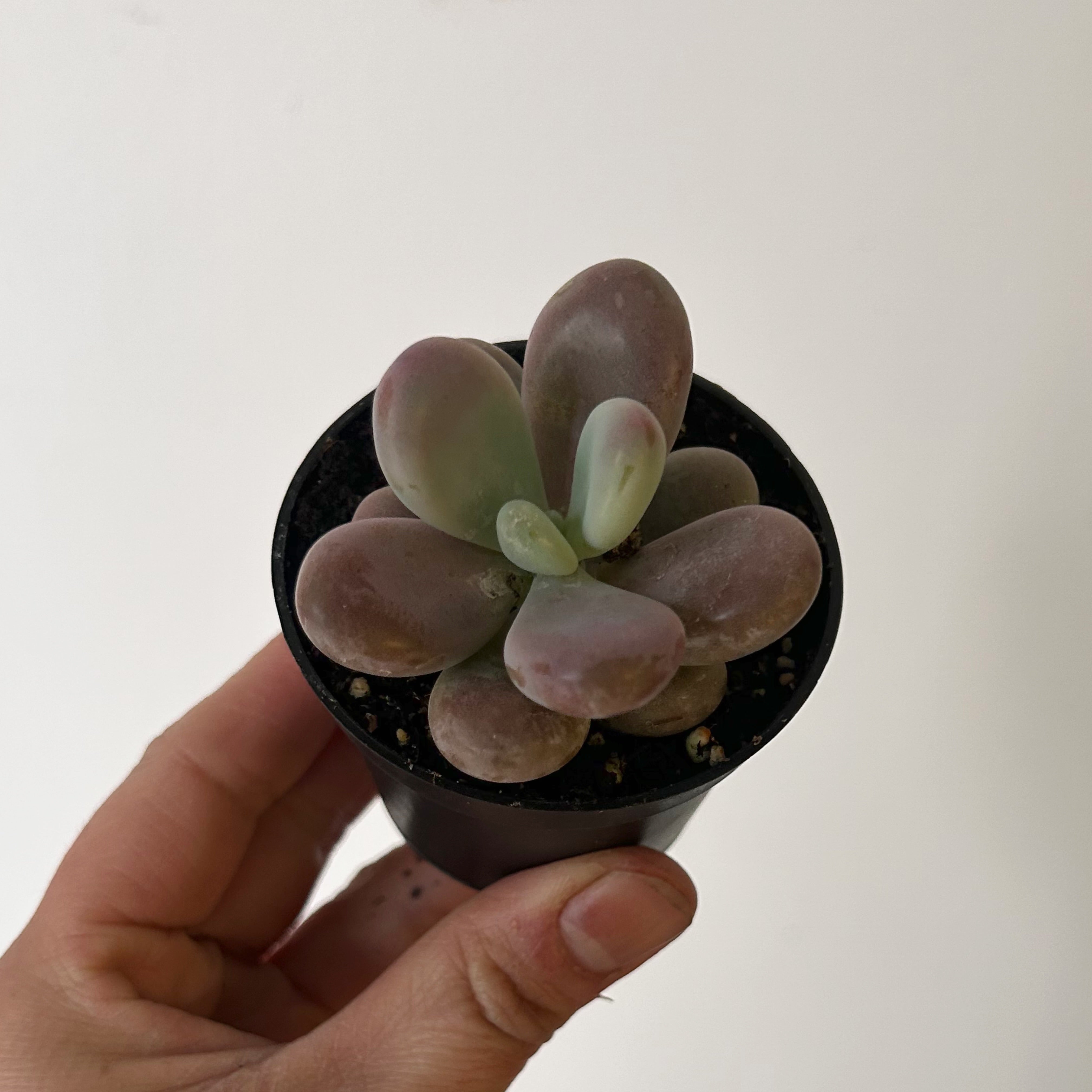 Lavender Pebble Succulent (Graptopetalum amethystinum) 2.5” pot
