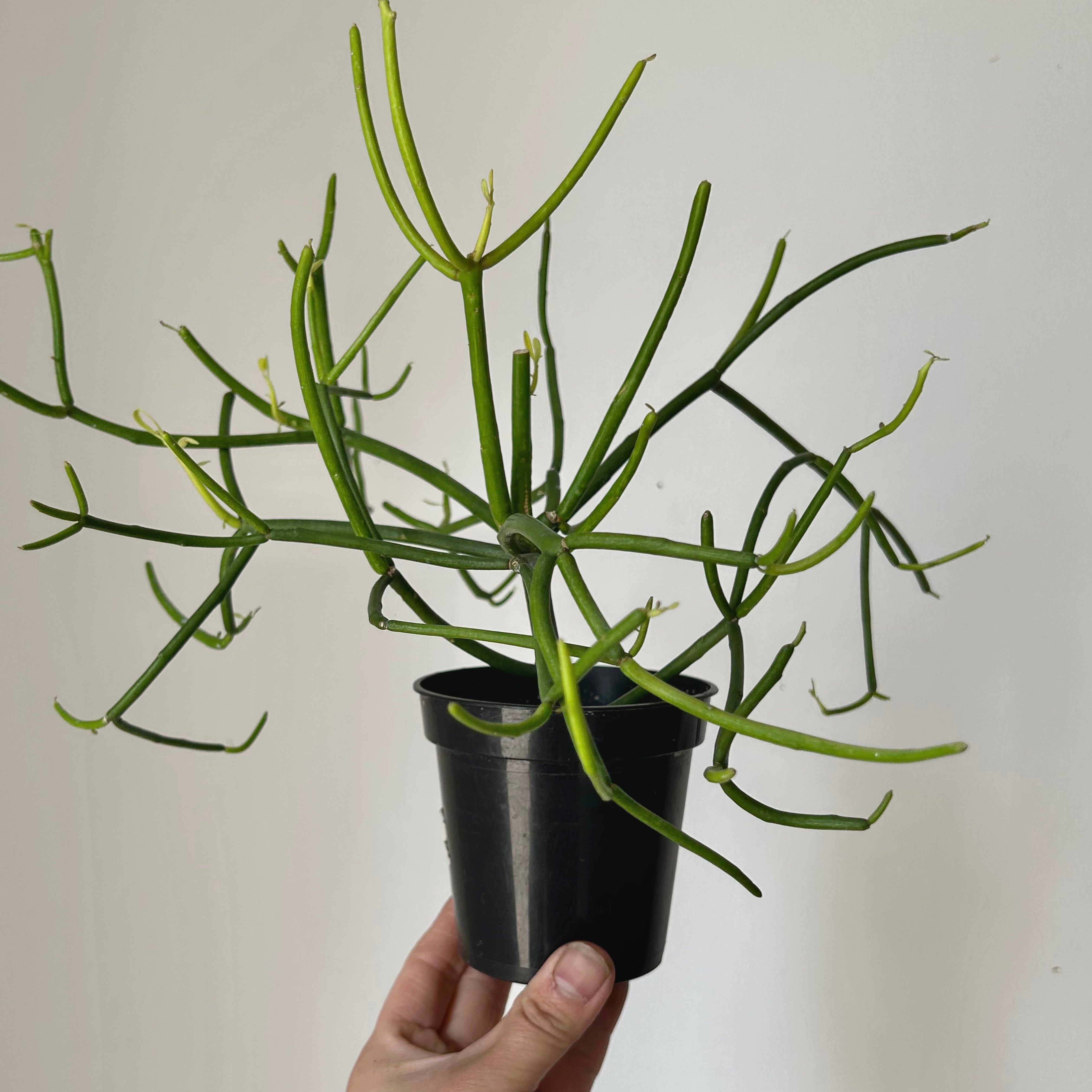 Firestick Pencil Cactus (Euphorbia Tirucalli) 4”pot
