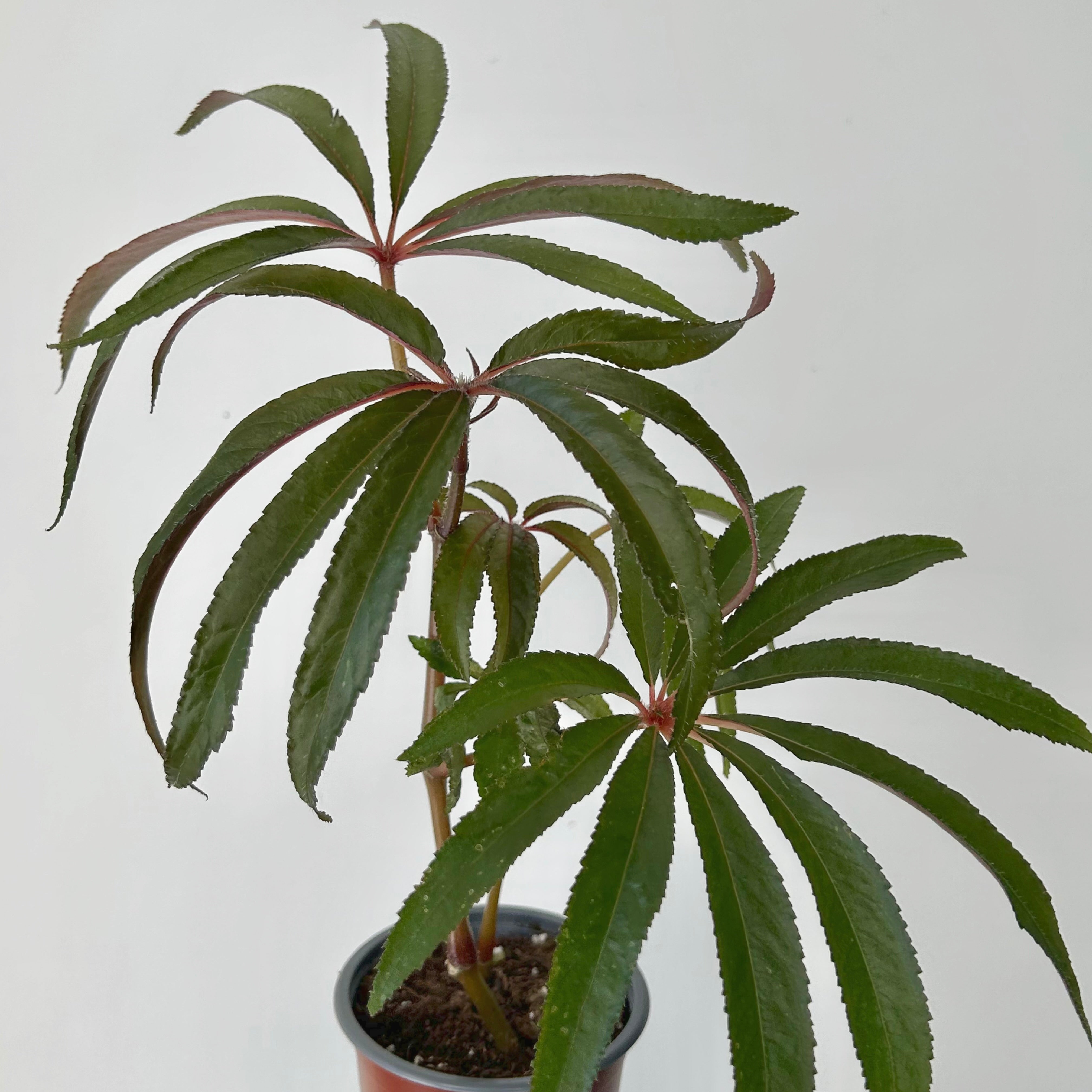 Palm Leaf Begonia (Luxurians) 4” pot