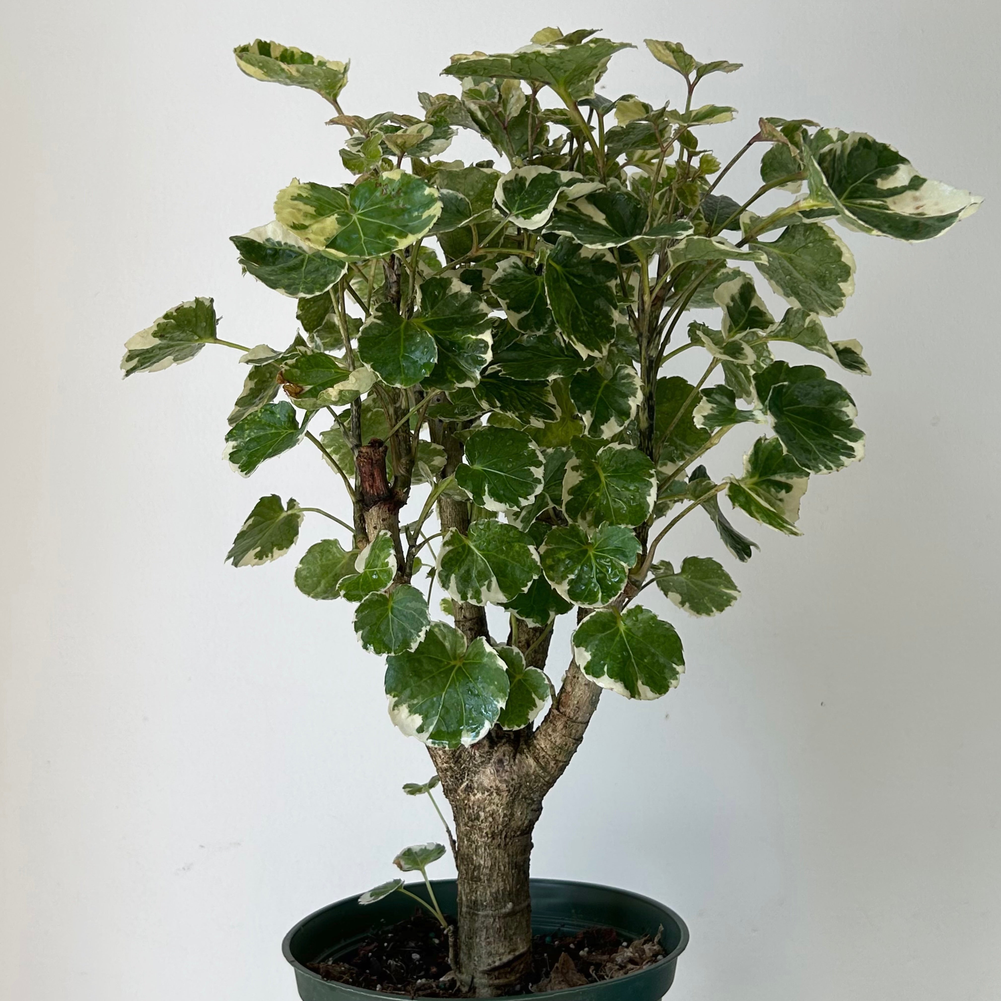 Variegated Aralia Balfouriana (Polyscias Balfour) approximately 20 inches tall in 6” pot