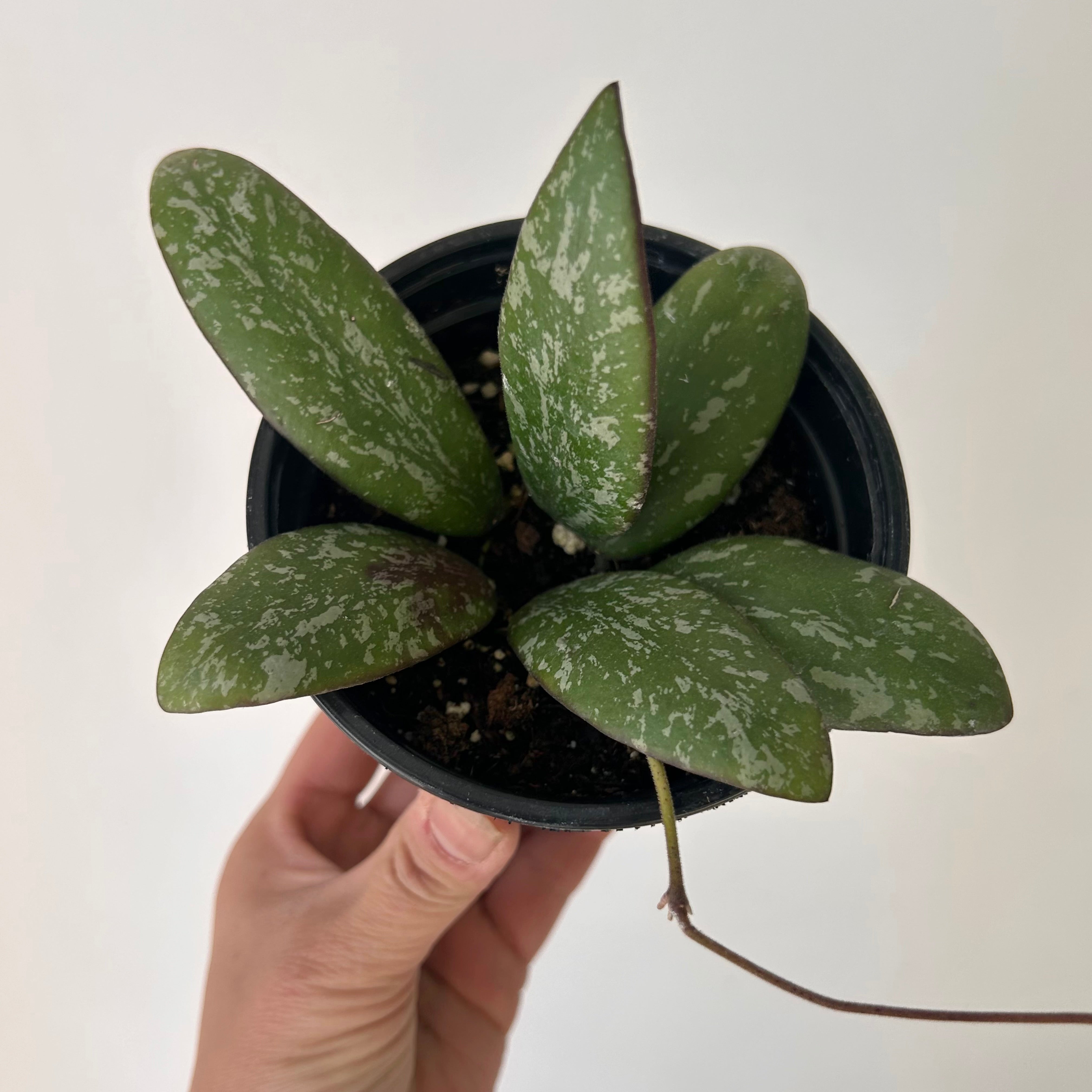 Hoya sigillatis “Borneo” 4”pot