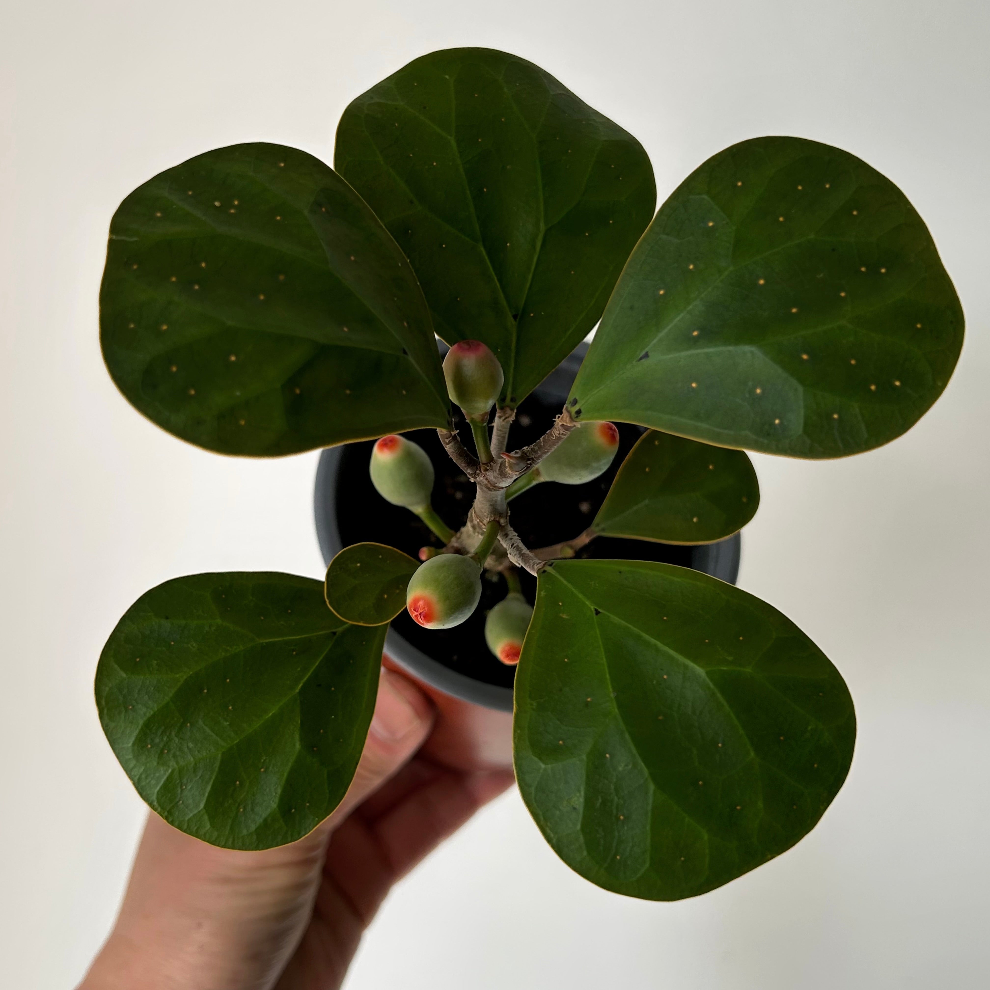 Mistletoe Fig (Ficus deltoidea) 3.5”pot