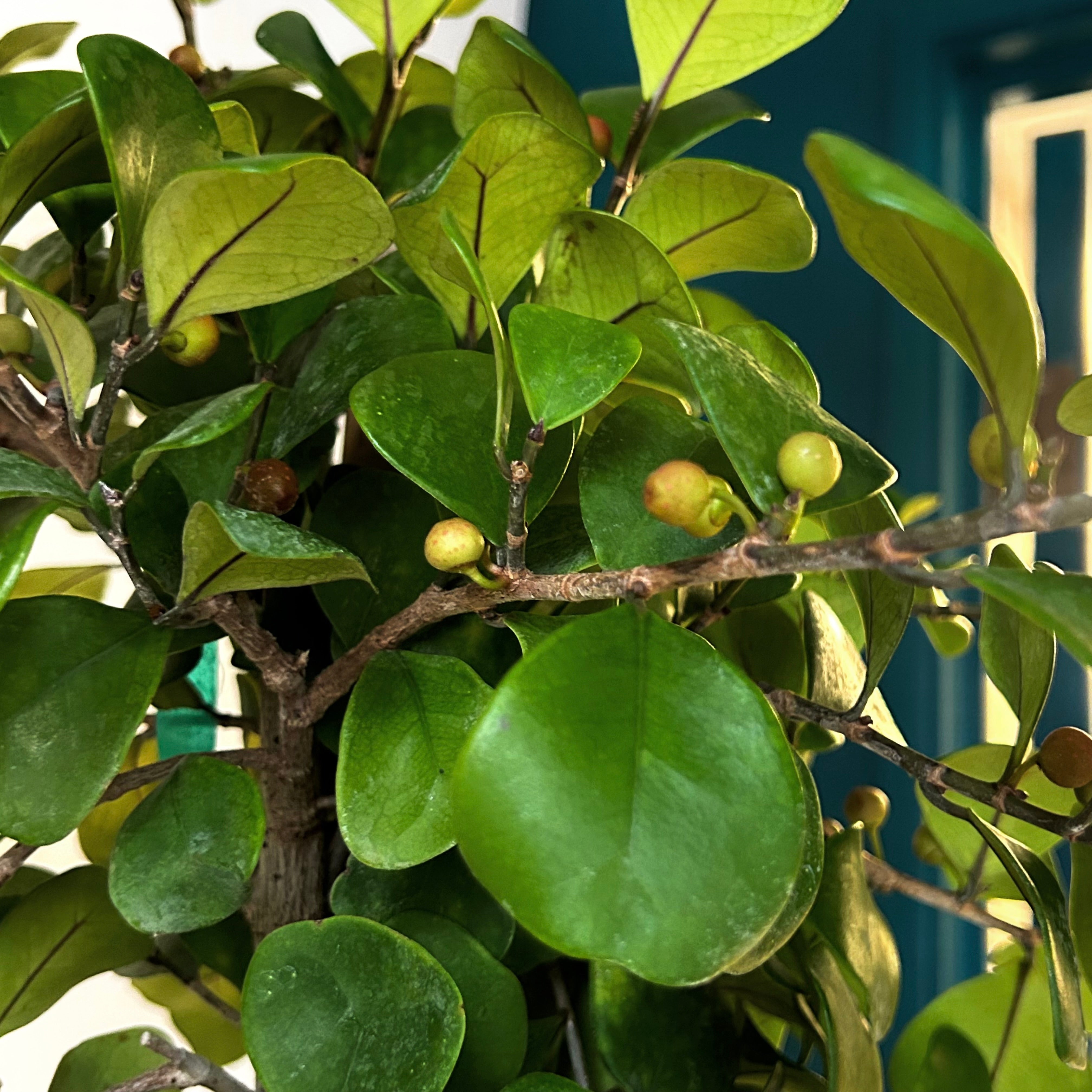 Natal Fig (Ficus natalensis) approximately 4 ft tall in 10” pot
