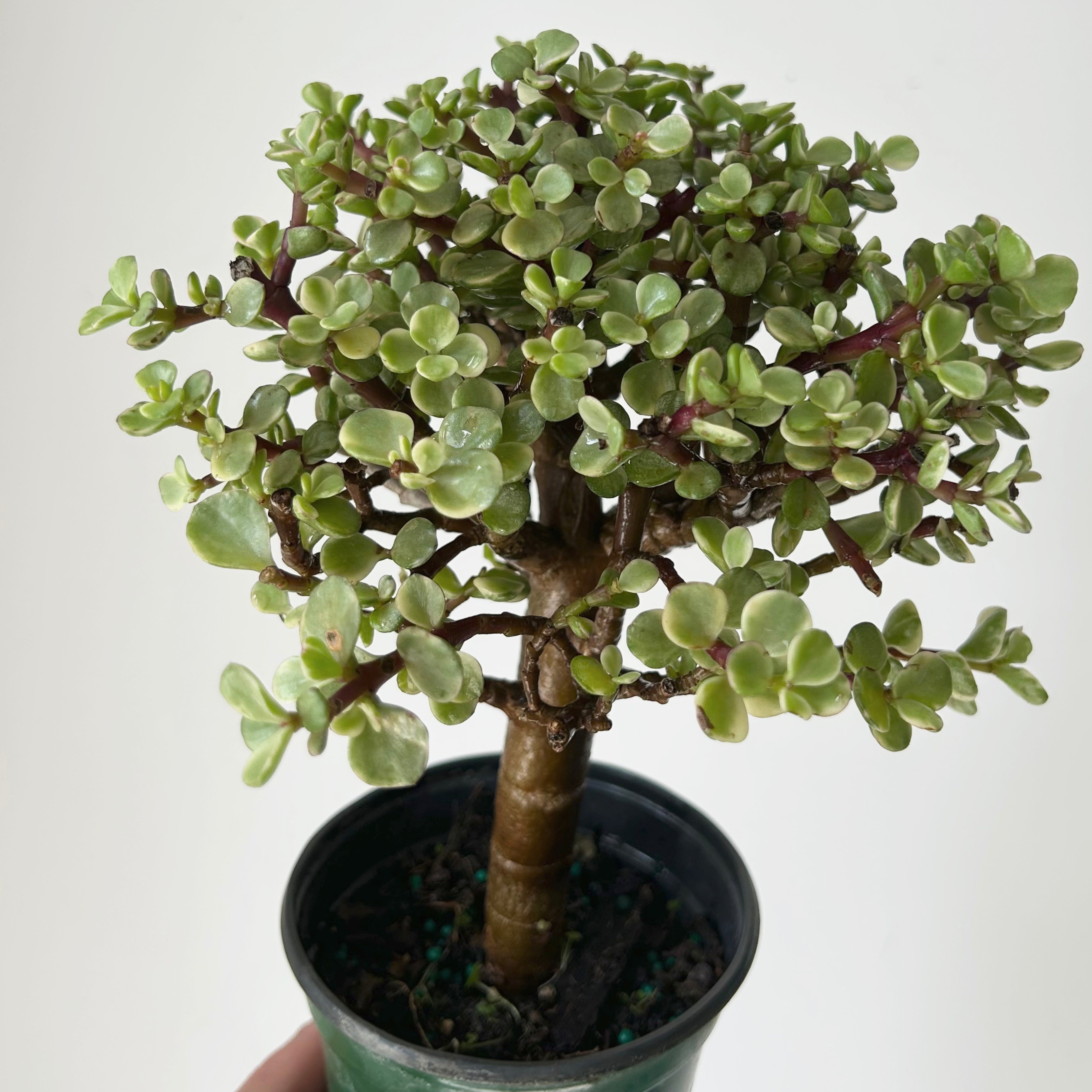Variegated Elephant Jade Succulent (Portulacaria Afra) tree form 4"pot