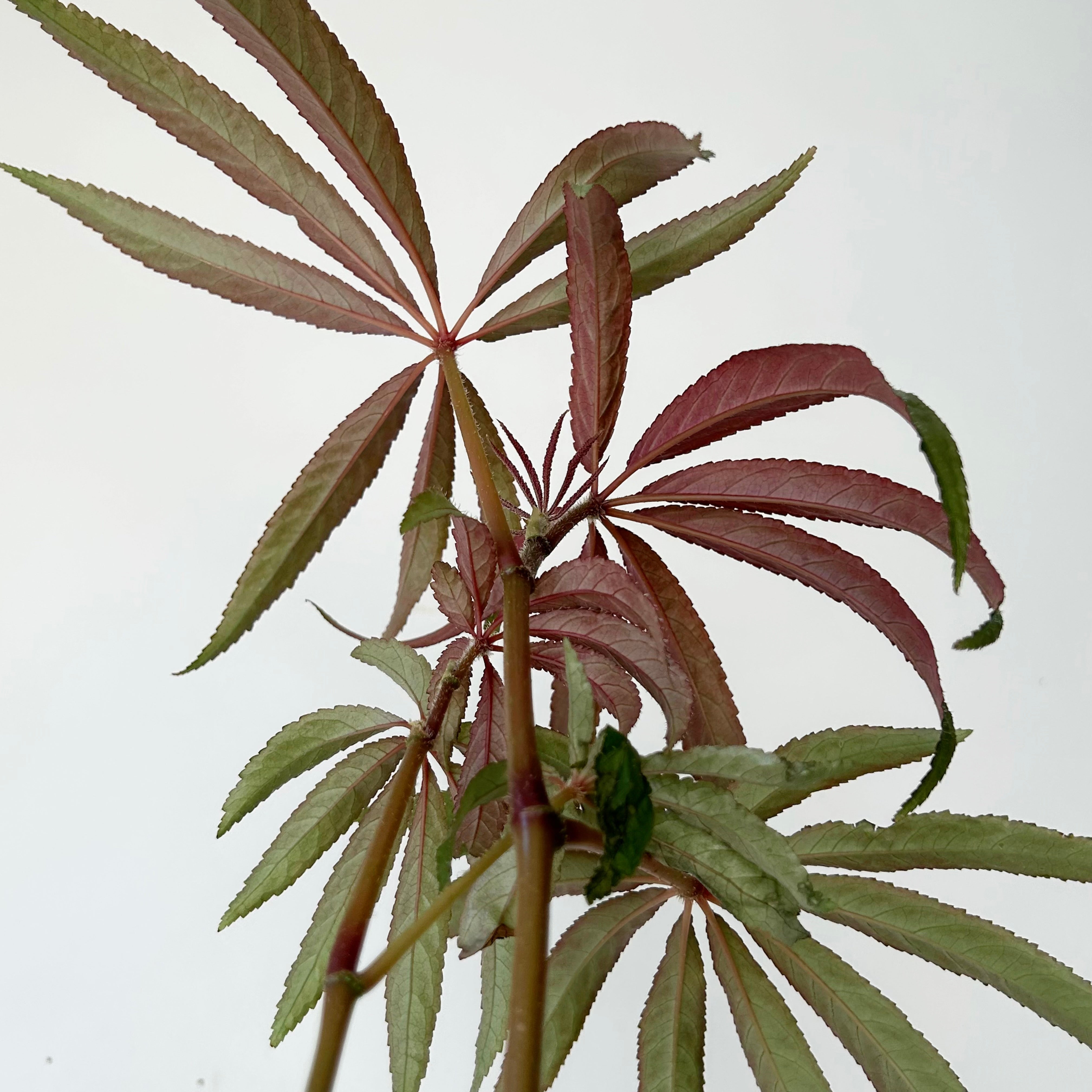 Palm Leaf Begonia (Luxurians) 4” pot