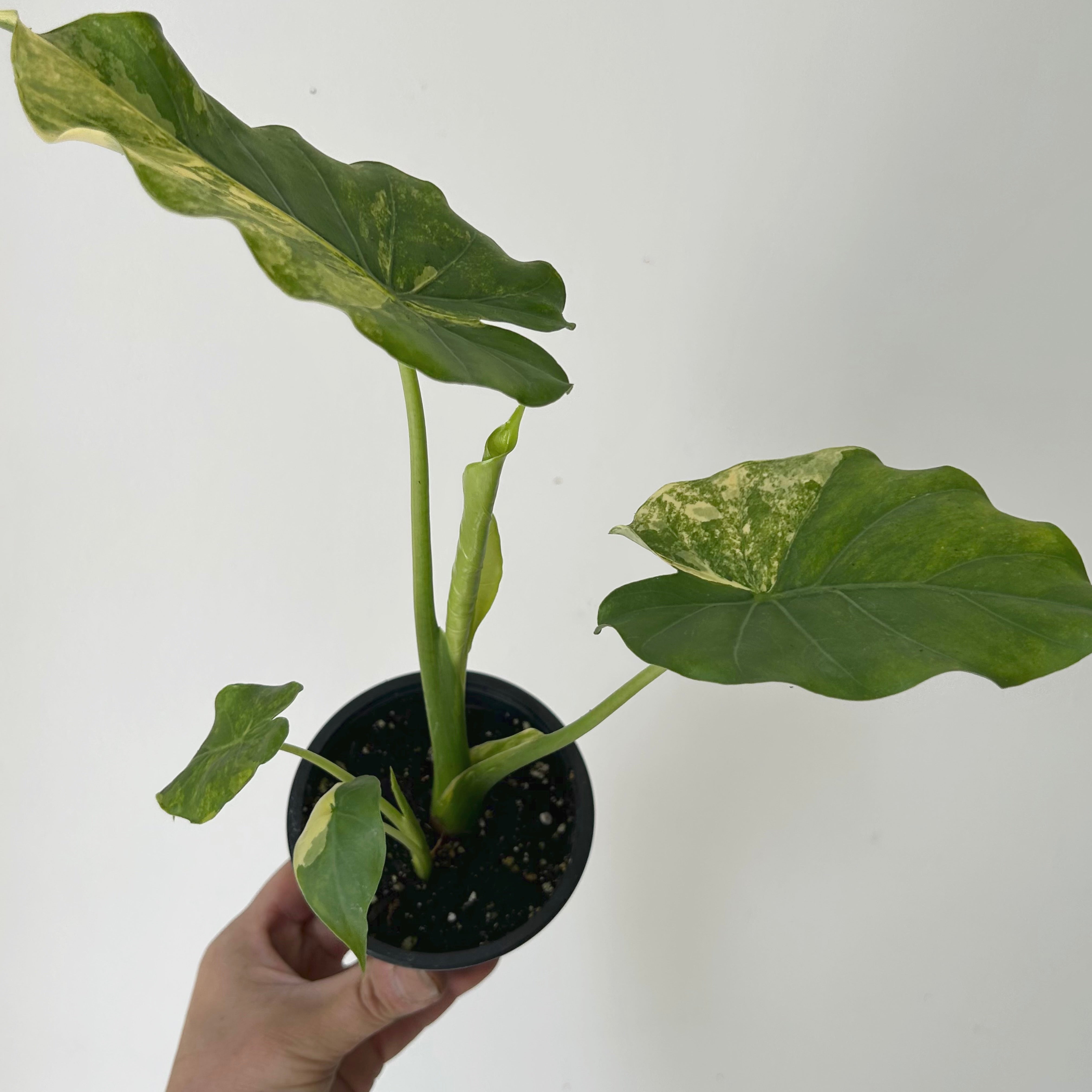 Alocasia odora aurea variegata 3.5” pot