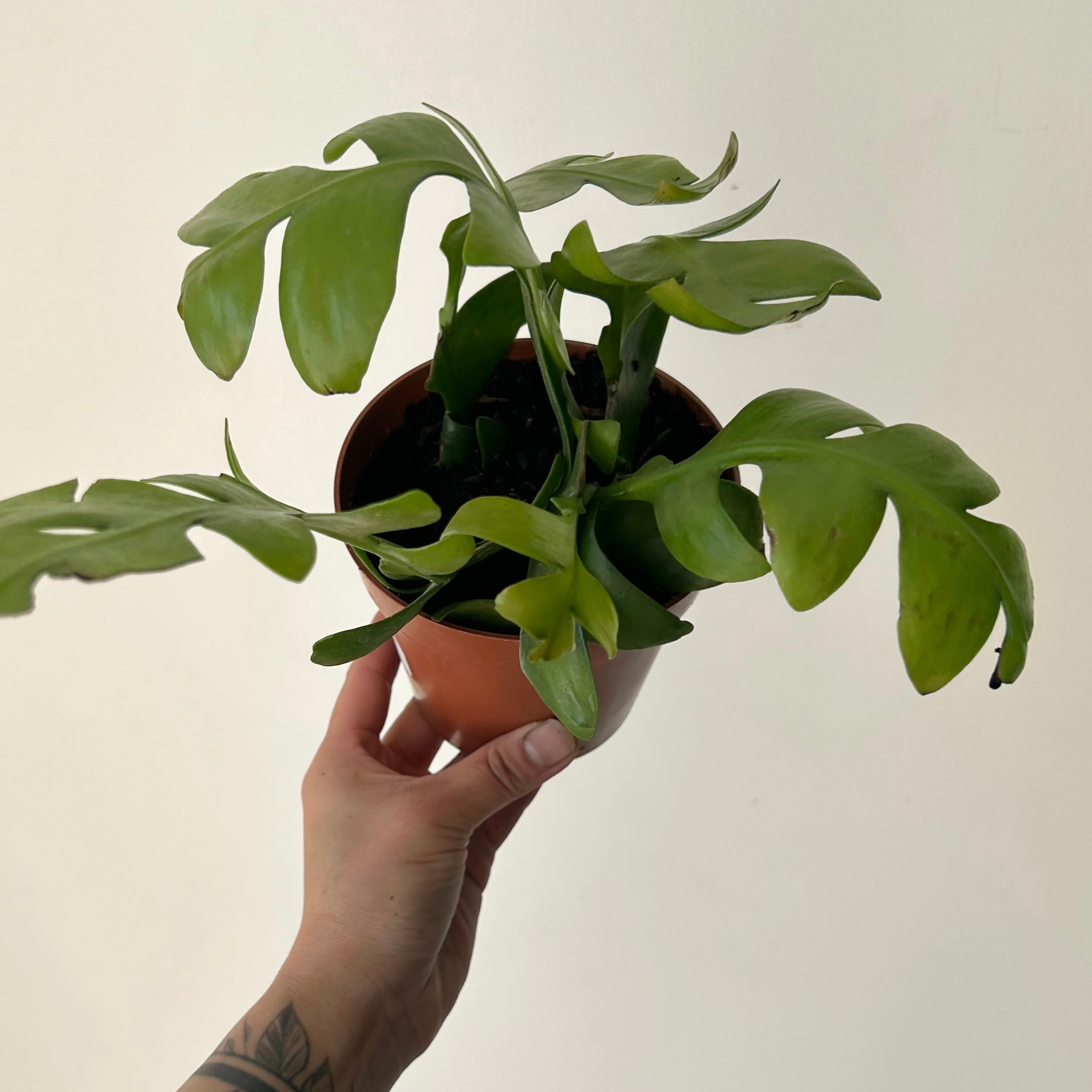Fernleaf Orchid Cactus (Selenicereus chrysocardium) 4” pot
