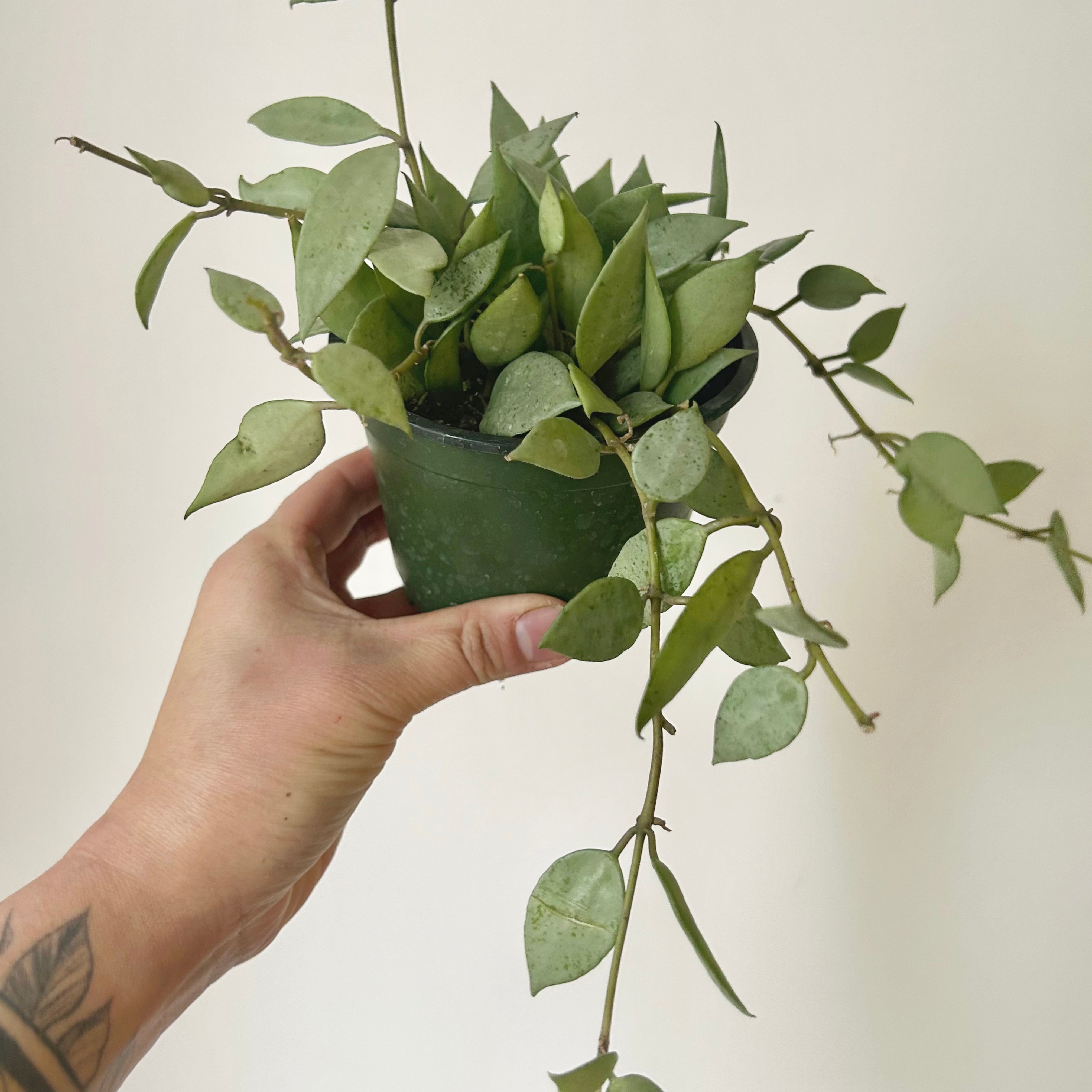 Hoya lacunosa “Mint” 4” pot
