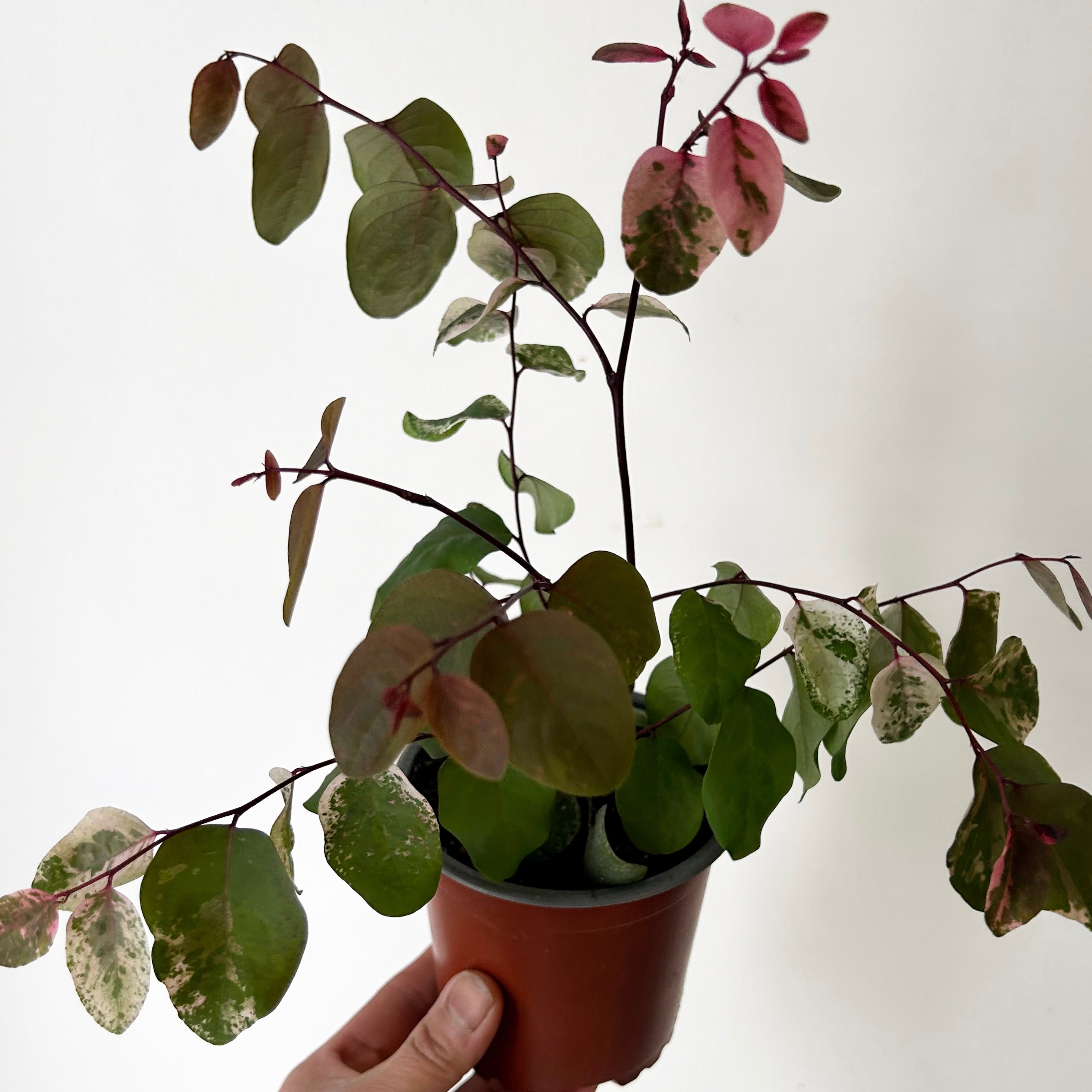 Breynia disticha Snowbush “Rosea Picta” 4” pot