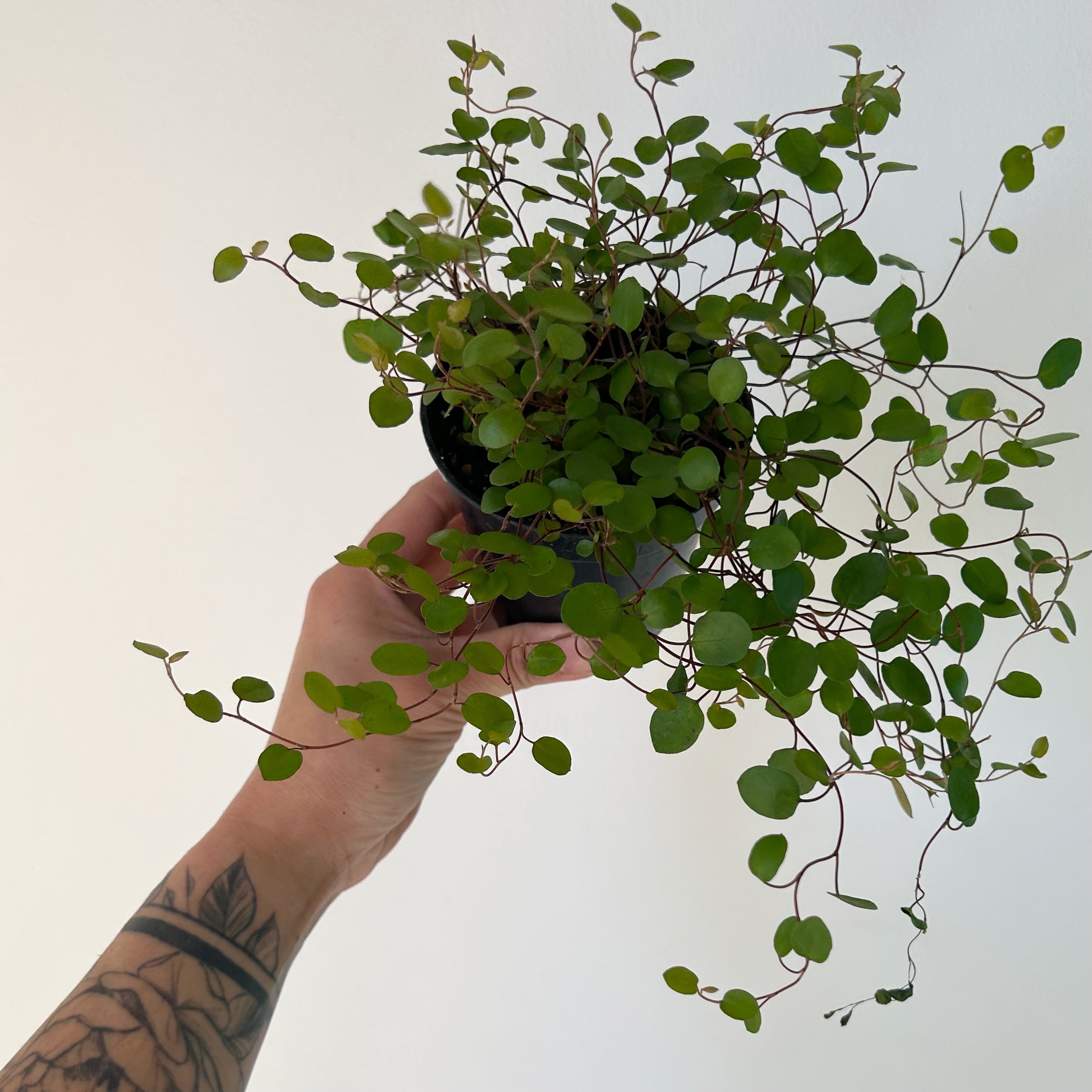 Angel Vine (Muehlenbeckia Axillaris) 3.5” pot