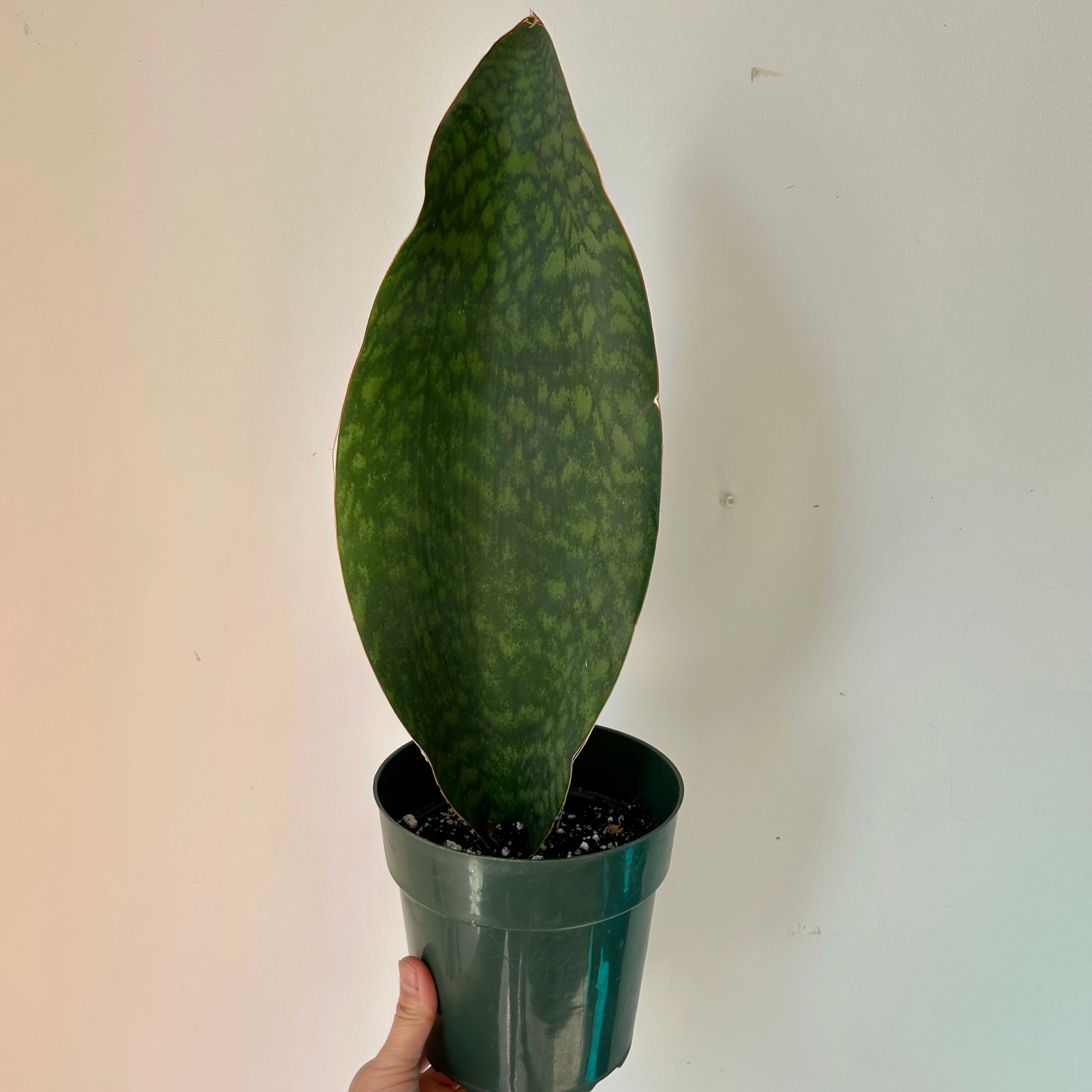Sansevieria “Whale Fin” 6”pot