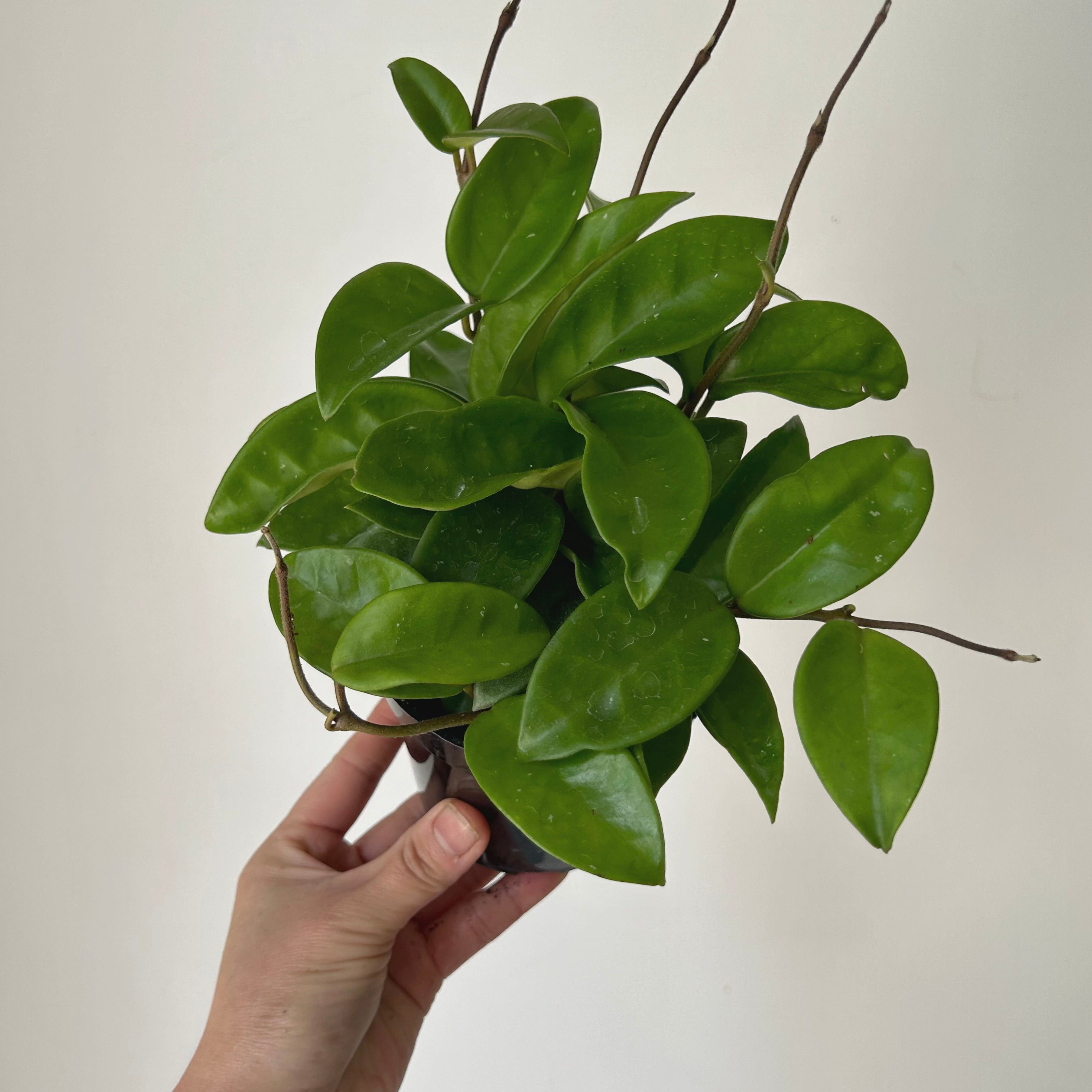 Hoya Carnosa Green 4” pot