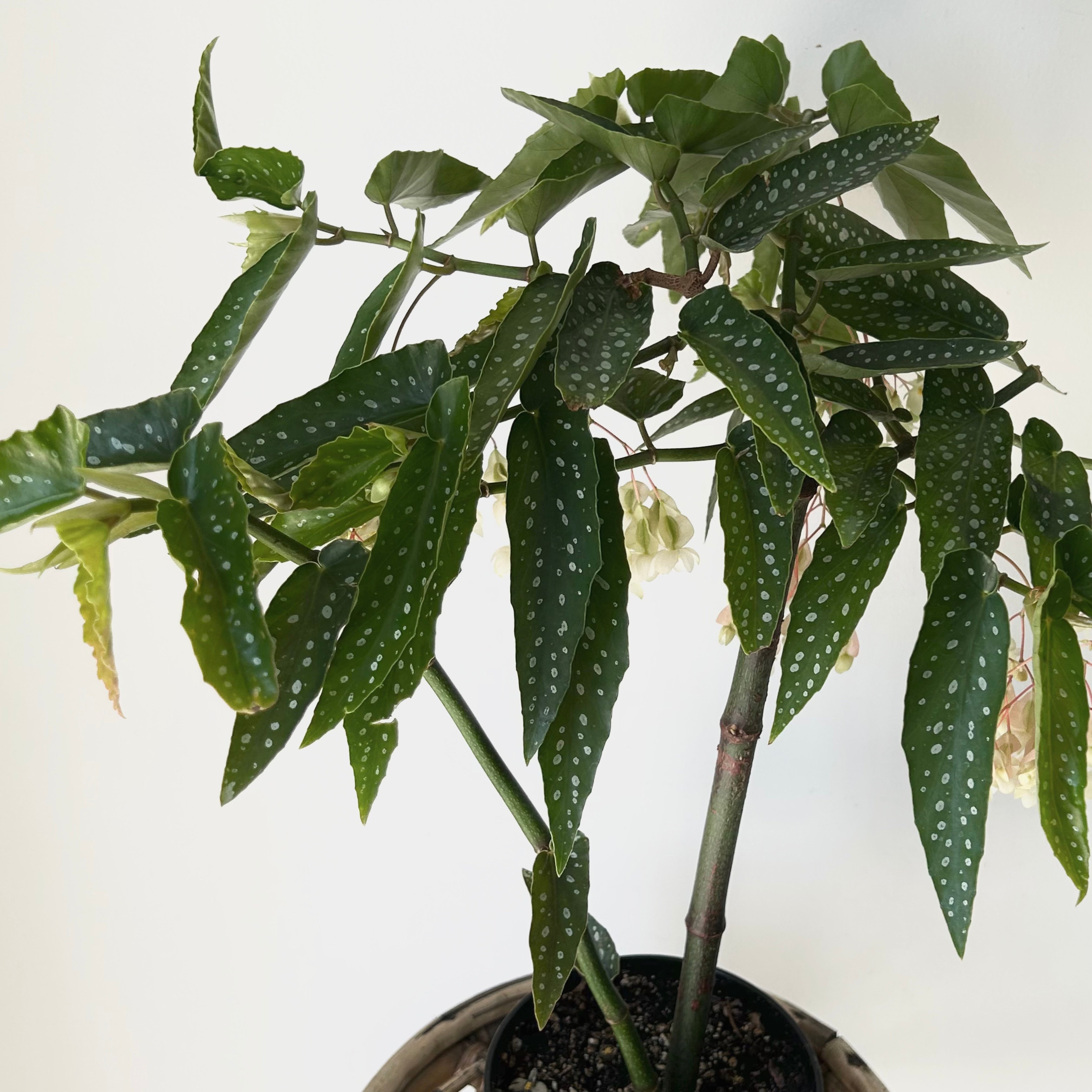 Bamboo Begonia Tamaya 6”pot