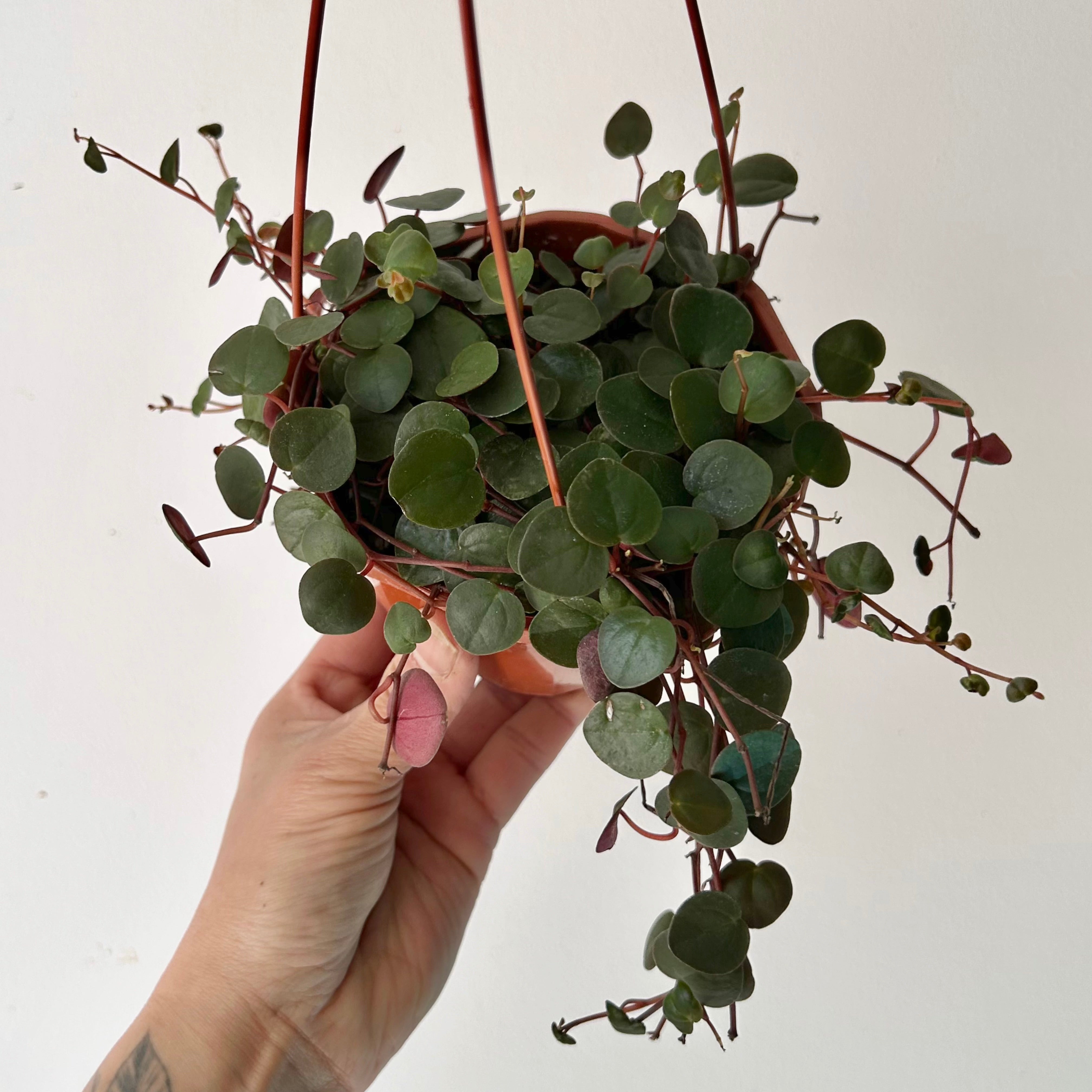 Peperomia “Ruby Cascade” 4.5”hanging basket