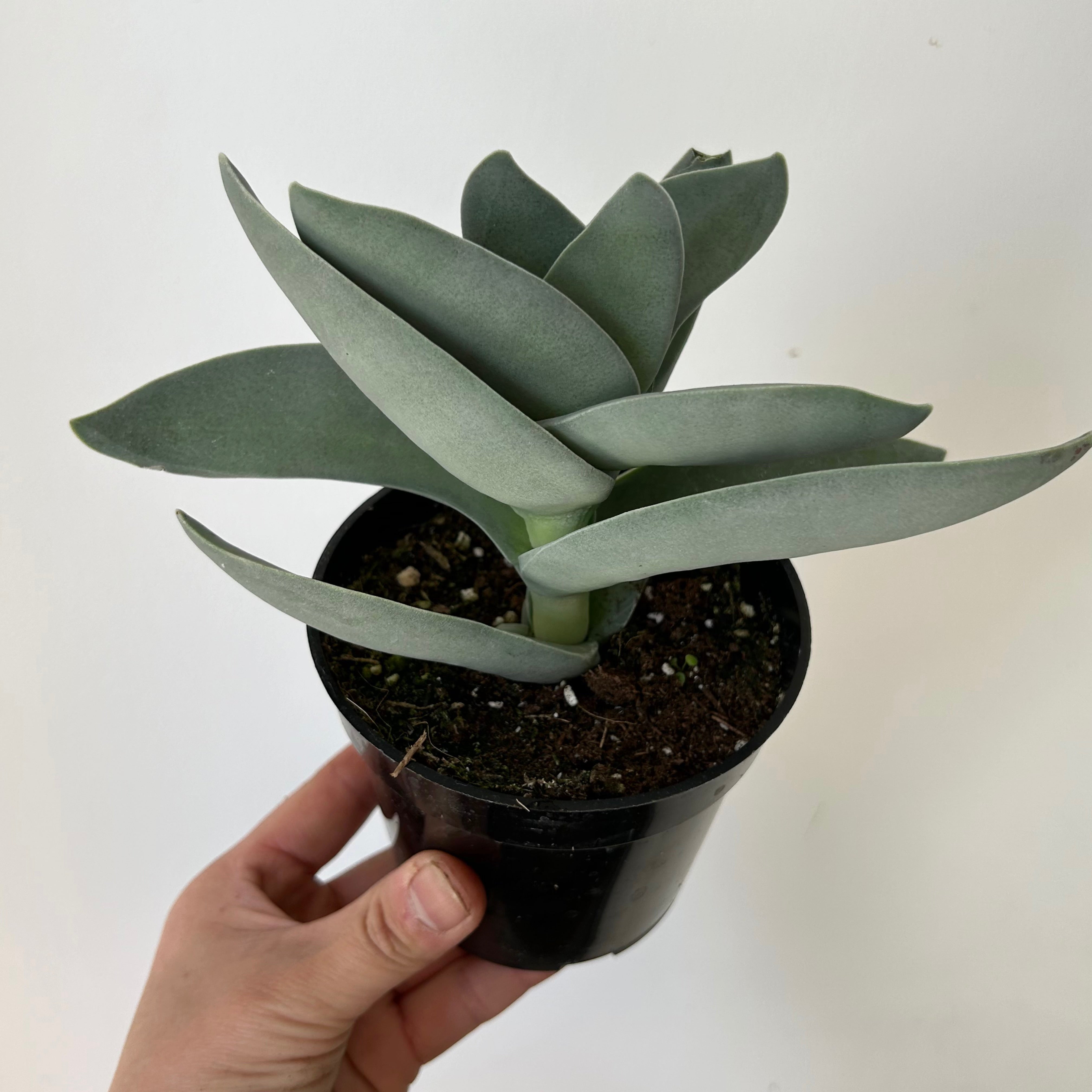Propeller Succulent (Crassula falcata) 3.5”pot