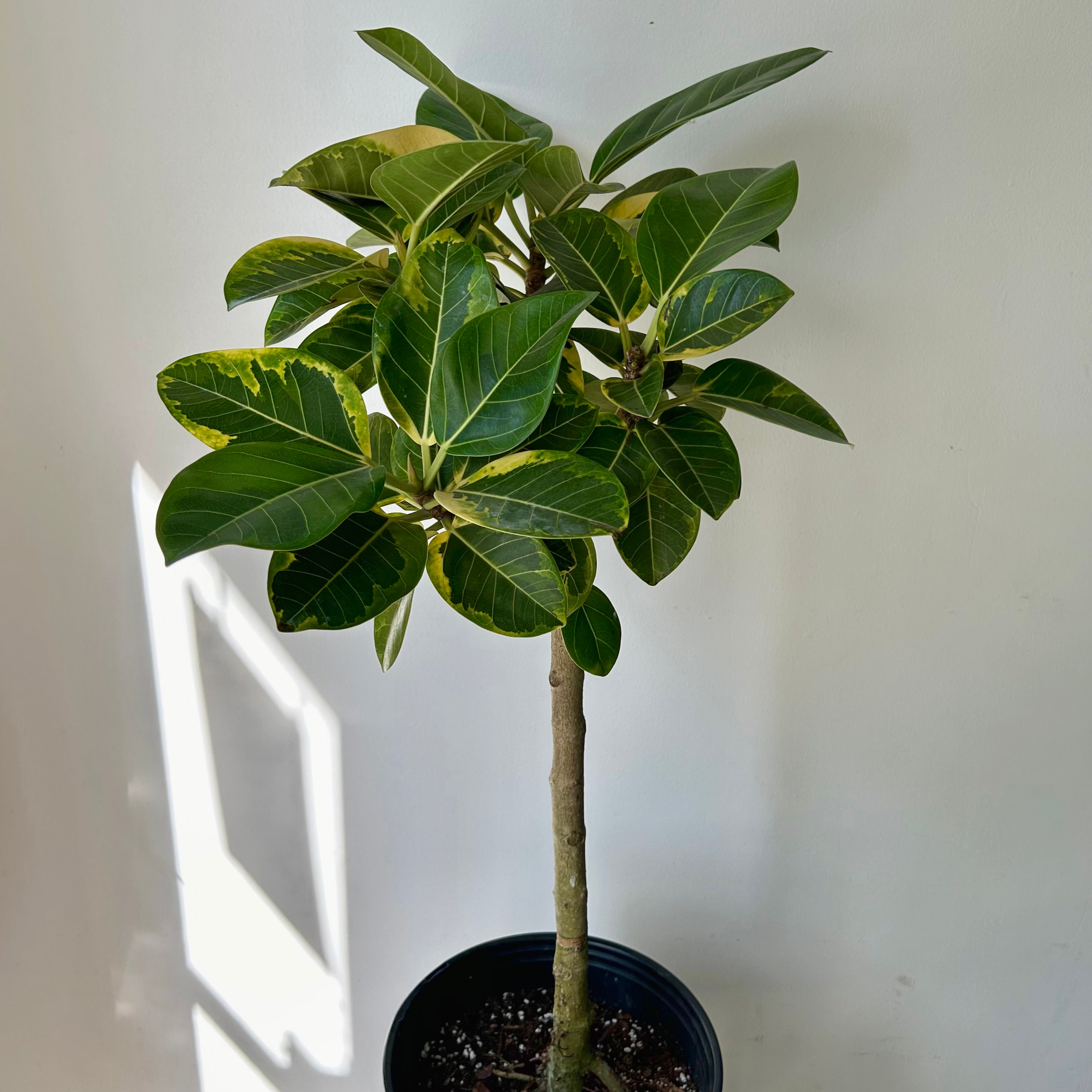 Ficus Altissima approximately 4ft tall in 10” pot