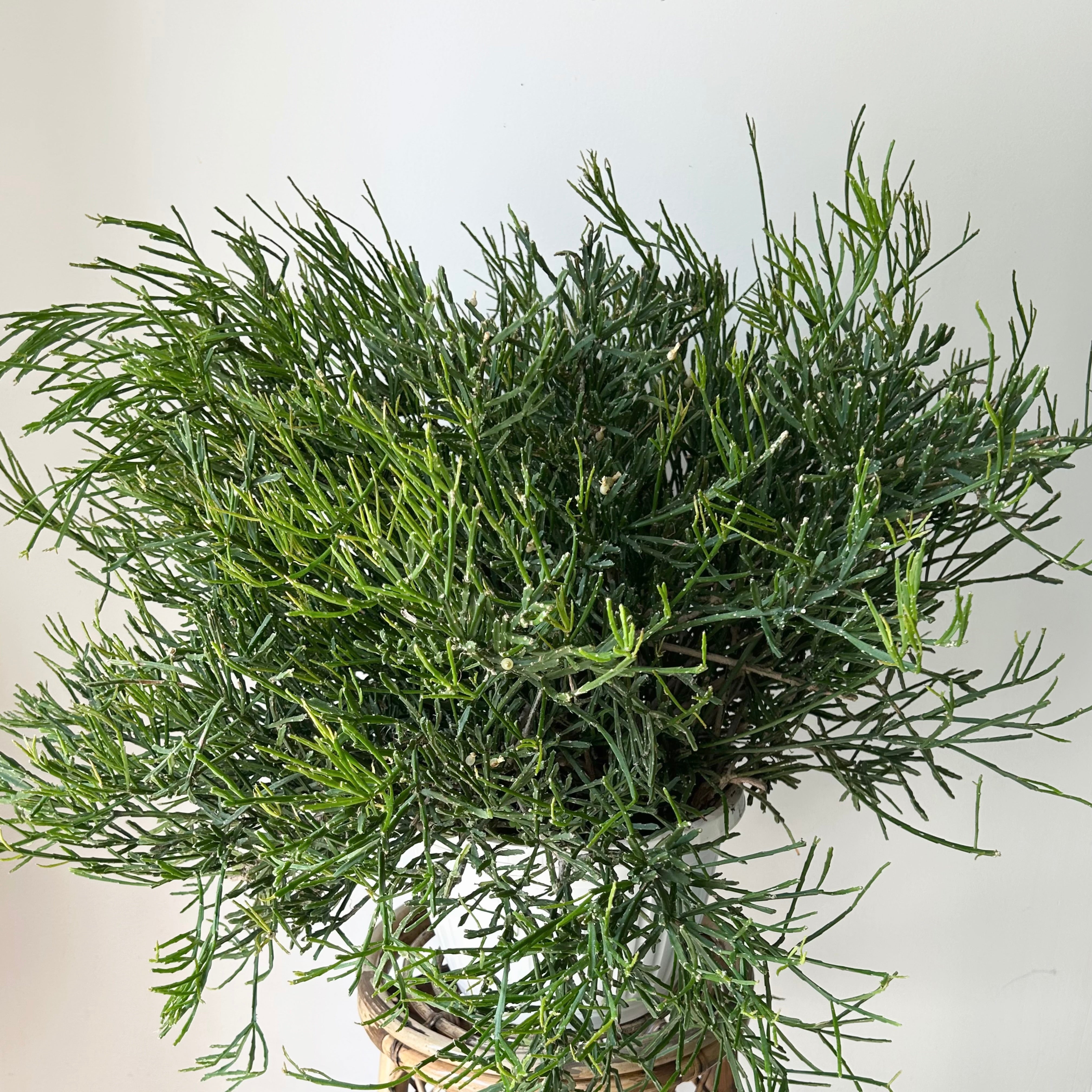Rhipsalis Ewaldiana 10” pot